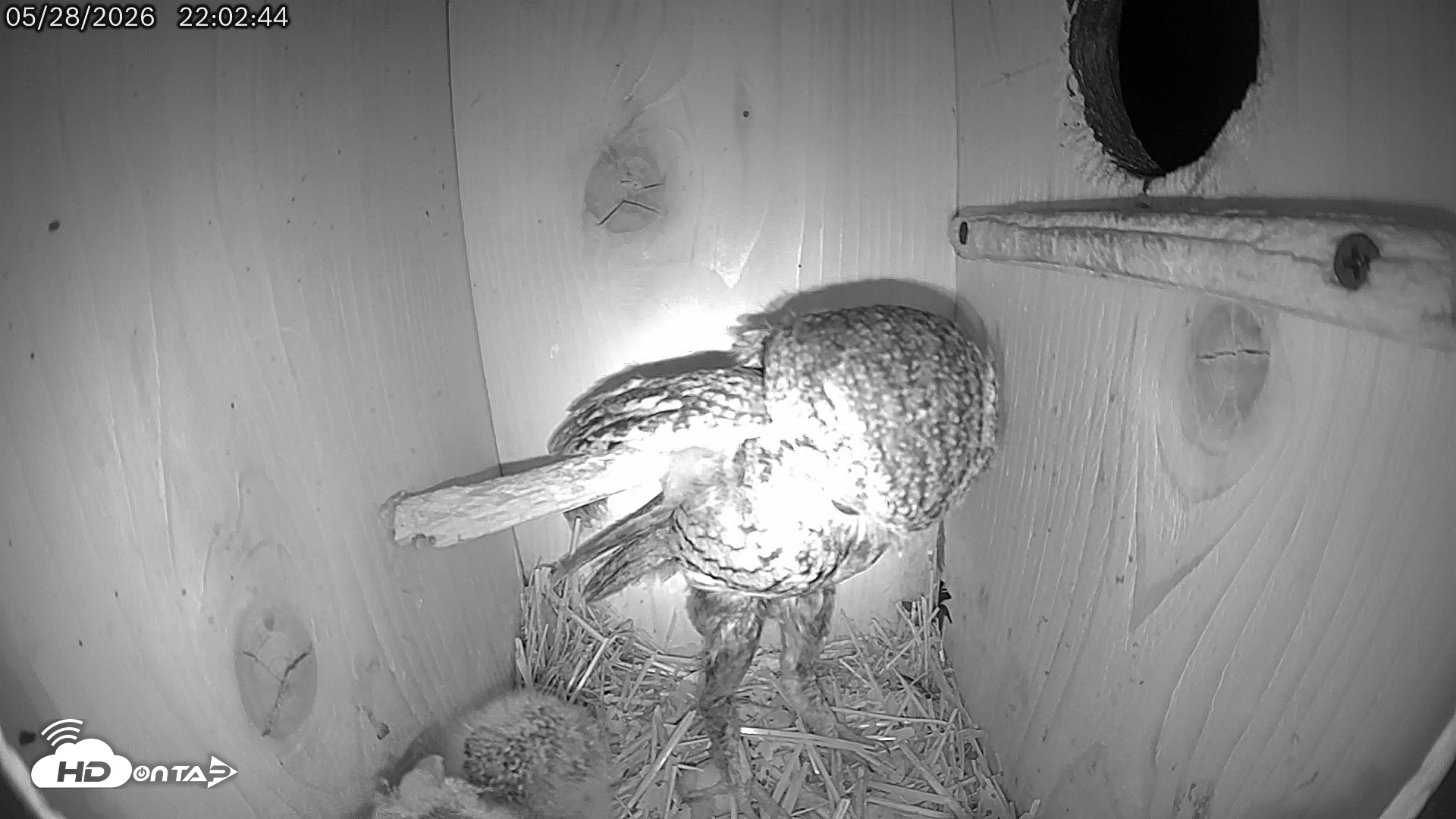 Snapshot of Eastern Screech Owl Live Cam taken May 28, 2026, 10:03pm CDT