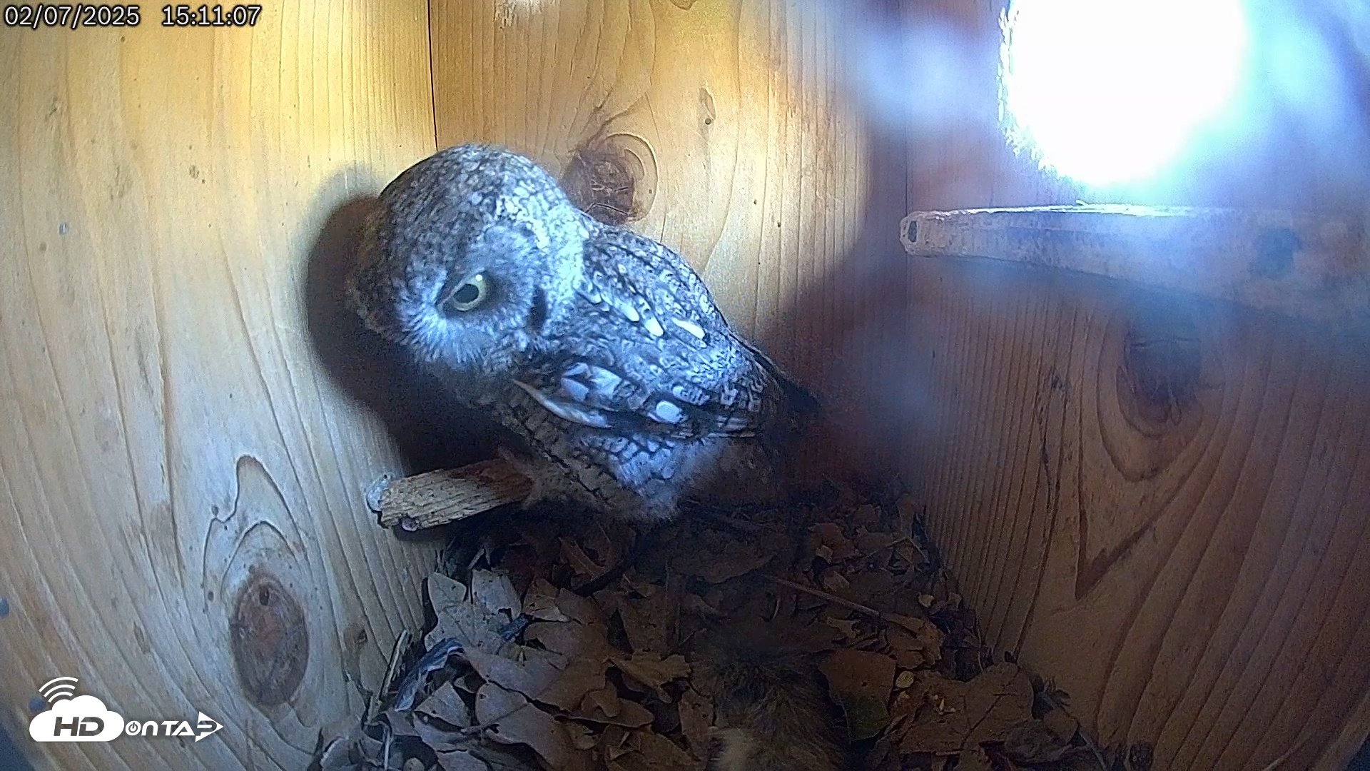 Snapshot of Eastern Screech Owl Live Cam taken Feb 7, 2025, 3:13pm CST