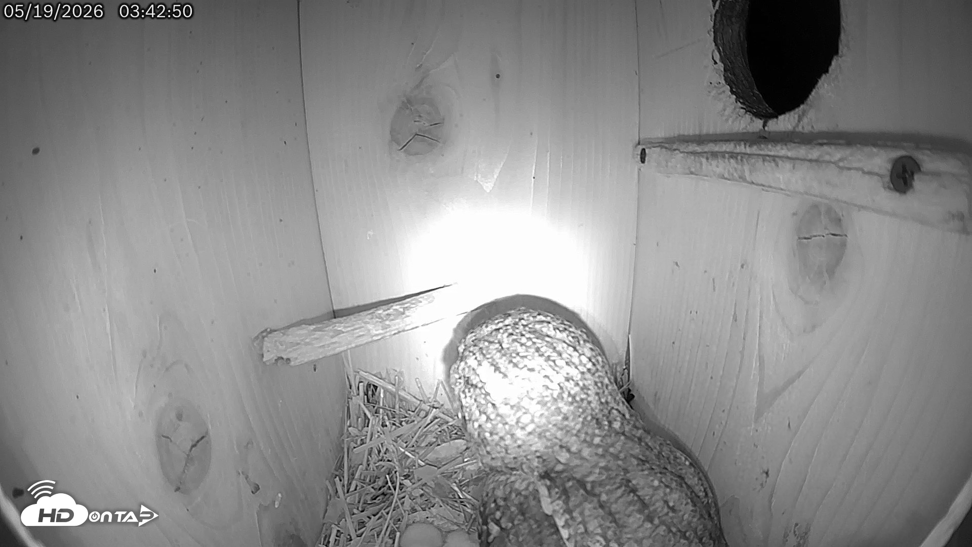 Snapshot of Eastern Screech Owl Live Cam taken May 19, 2026, 3:44am CDT