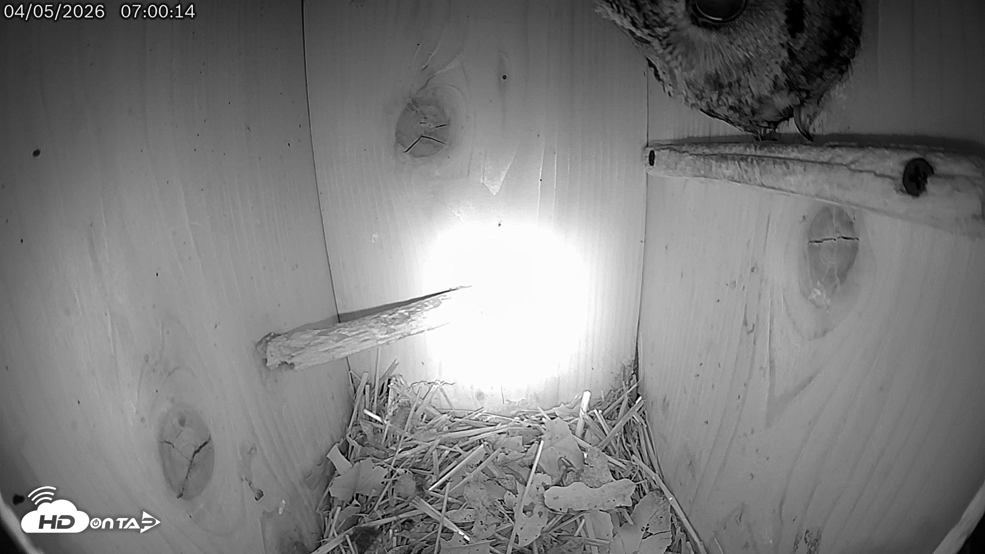 Snapshot of Eastern Screech Owl Live Cam taken Apr 5, 2026, 10:22am CDT