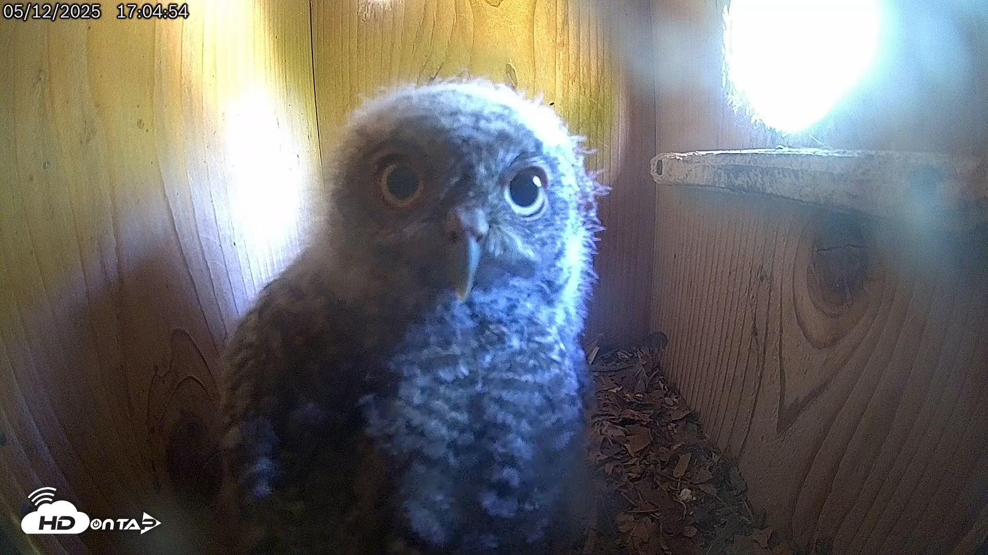 Snapshot of Eastern Screech Owl Live Cam taken May 12, 2025, 5:21pm CDT