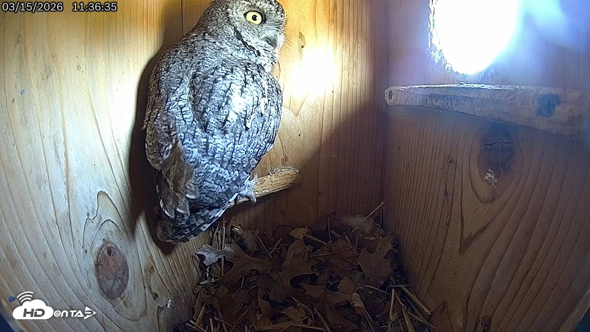Snapshot of Eastern Screech Owl Live Cam taken Mar 15, 2026, 11:37am CDT