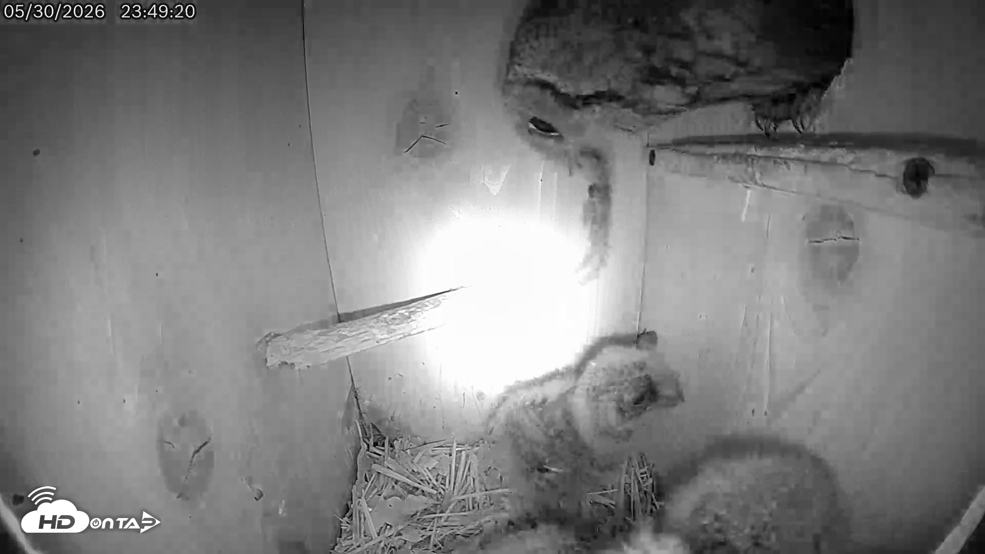Snapshot of Eastern Screech Owl Live Cam taken May 31, 2026, 12:46am CDT