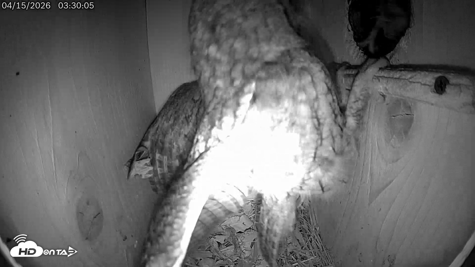 Snapshot of Eastern Screech Owl Live Cam taken Apr 15, 2026, 4:07am CDT