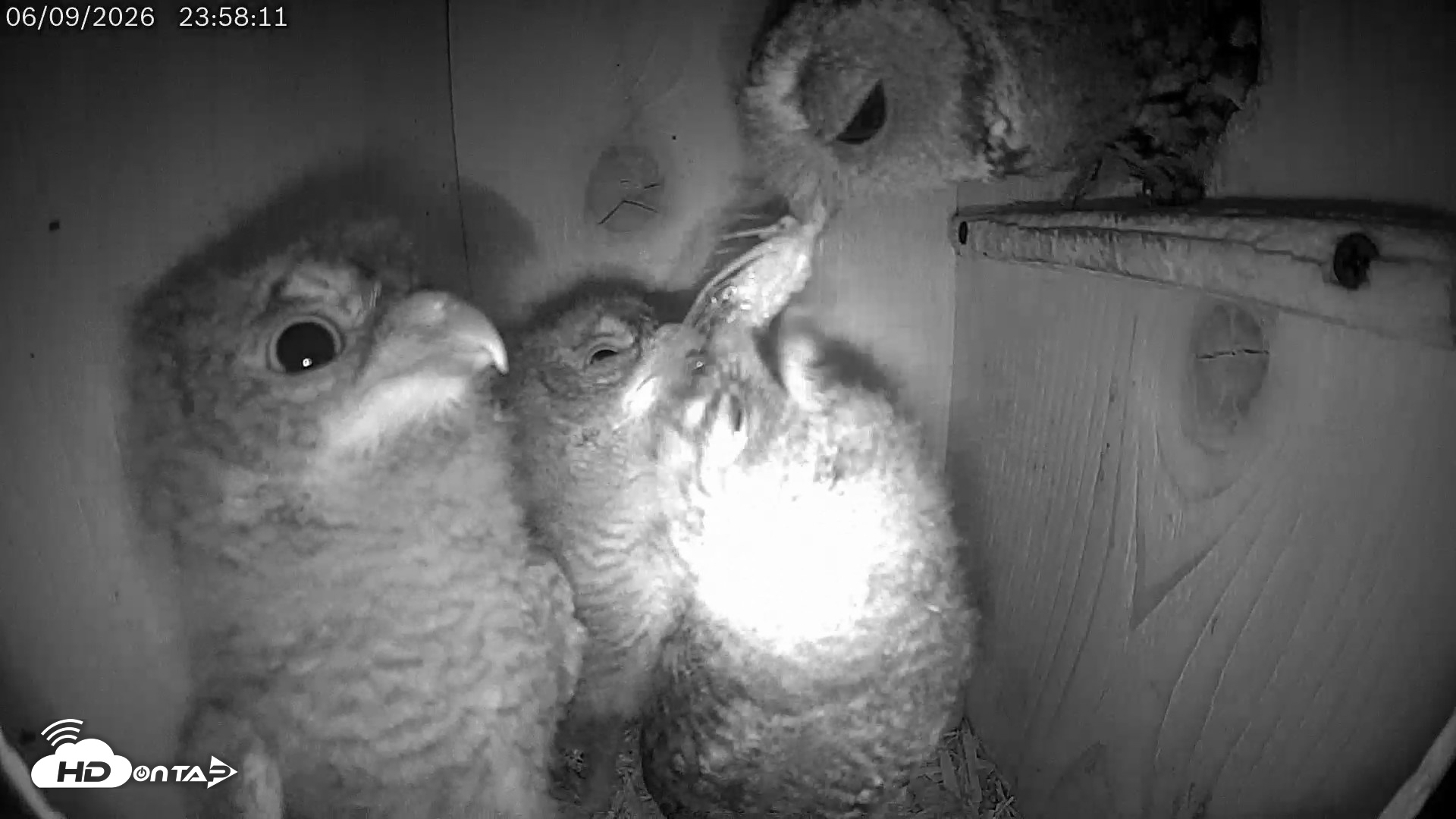 Snapshot of Eastern Screech Owl Live Cam taken Jun 10, 2026, 12:19am CDT