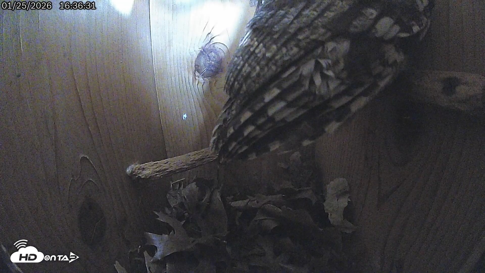 Snapshot of Eastern Screech Owl Live Cam taken Jan 25, 2026, 8:46pm CST