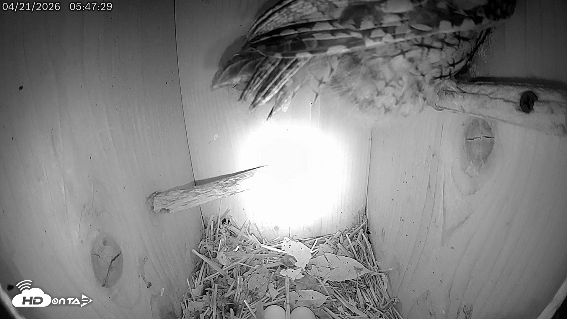 Snapshot of Eastern Screech Owl Live Cam taken Apr 21, 2026, 1:11pm CDT