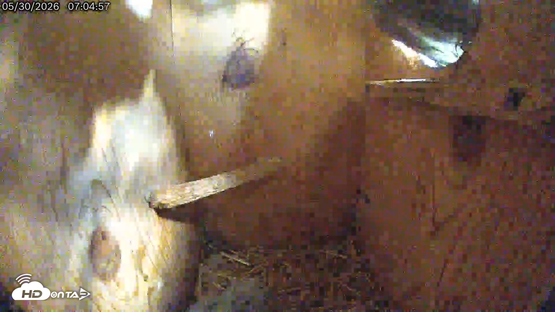 Snapshot of Eastern Screech Owl Live Cam taken May 30, 2026, 5:02pm CDT