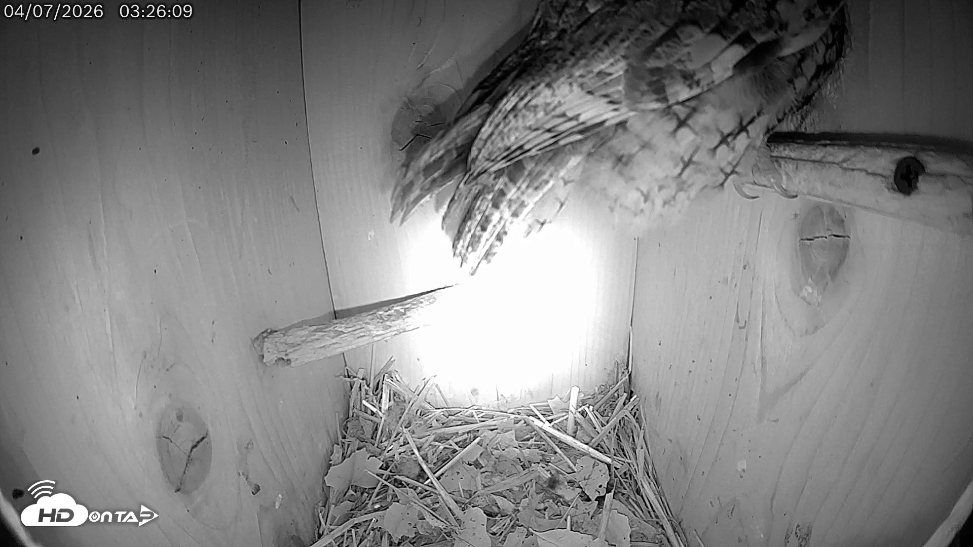 Snapshot of Eastern Screech Owl Live Cam taken Apr 7, 2026, 5:14am CDT