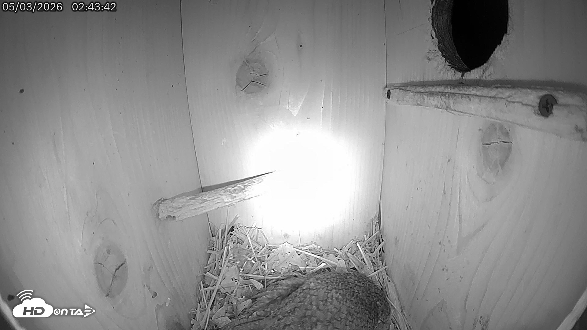 Snapshot of Eastern Screech Owl Live Cam taken May 3, 2026, 2:44am CDT