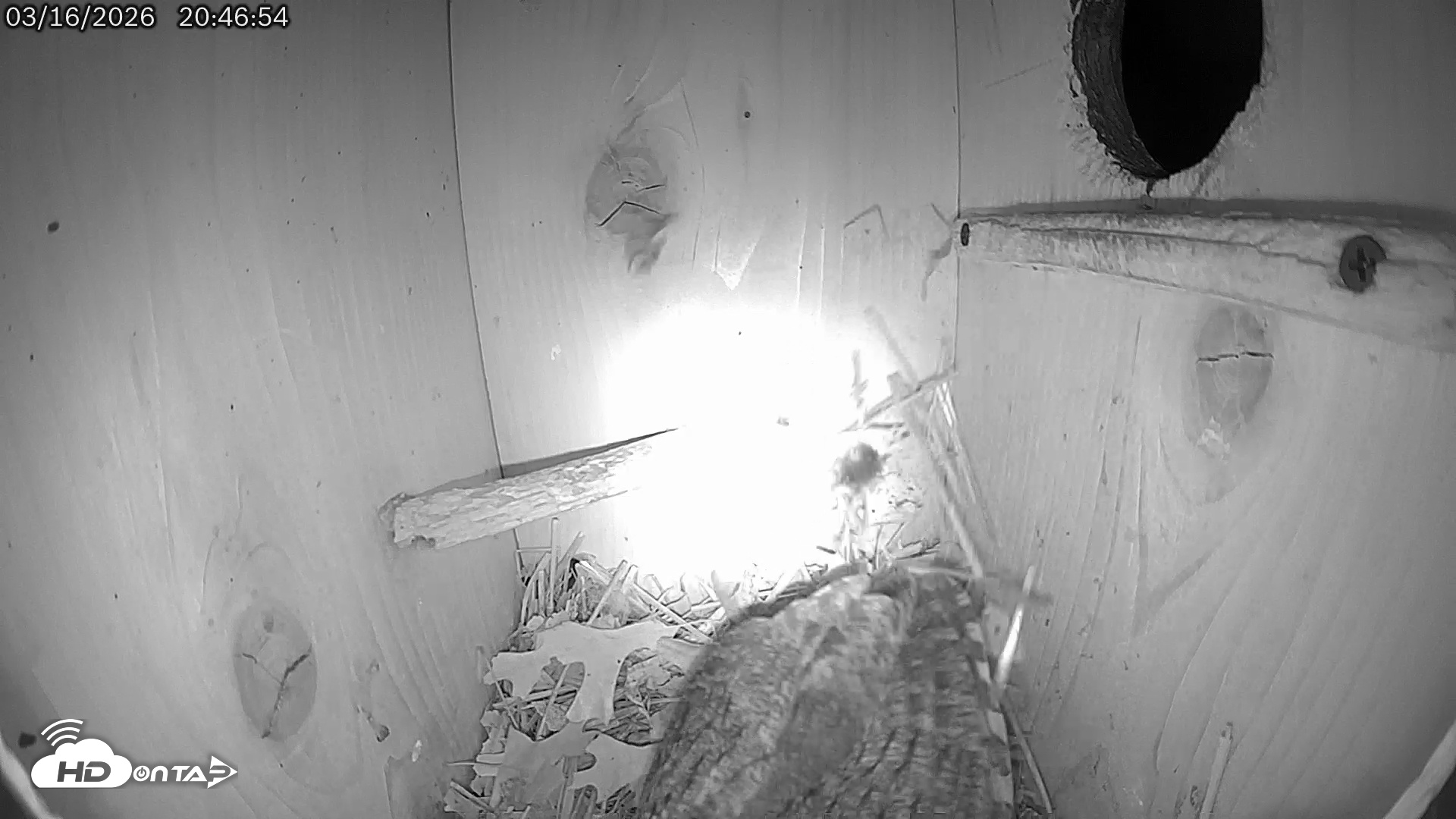Snapshot of Eastern Screech Owl Live Cam taken Mar 17, 2026, 5:14am CDT