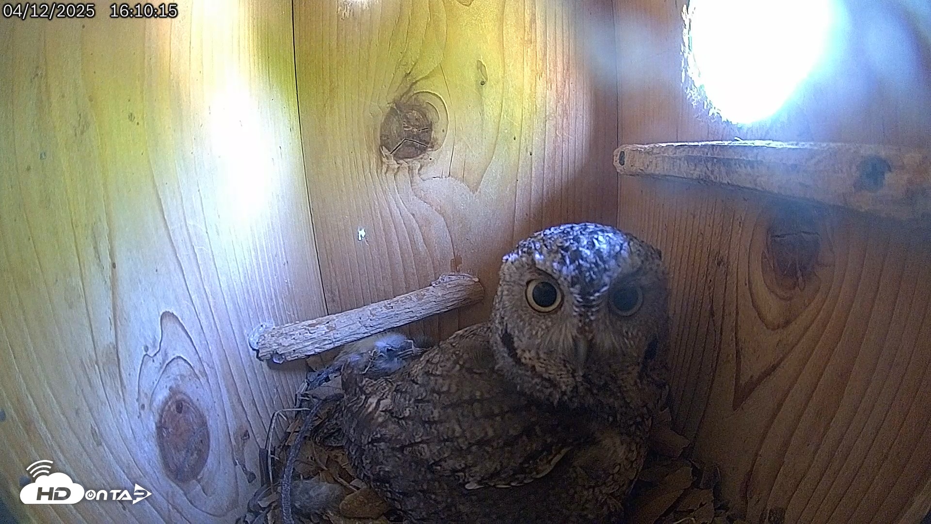 Snapshot of Eastern Screech Owl Live Cam taken Apr 12, 2025, 4:11pm CDT