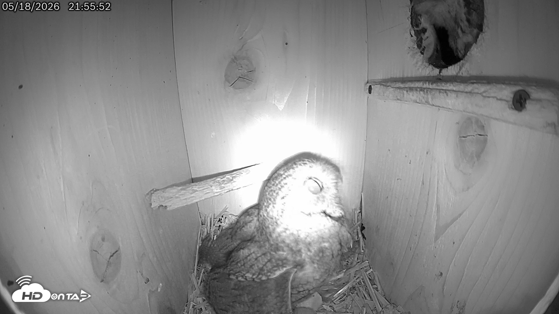 Snapshot of Eastern Screech Owl Live Cam taken May 18, 2026, 10:20pm CDT