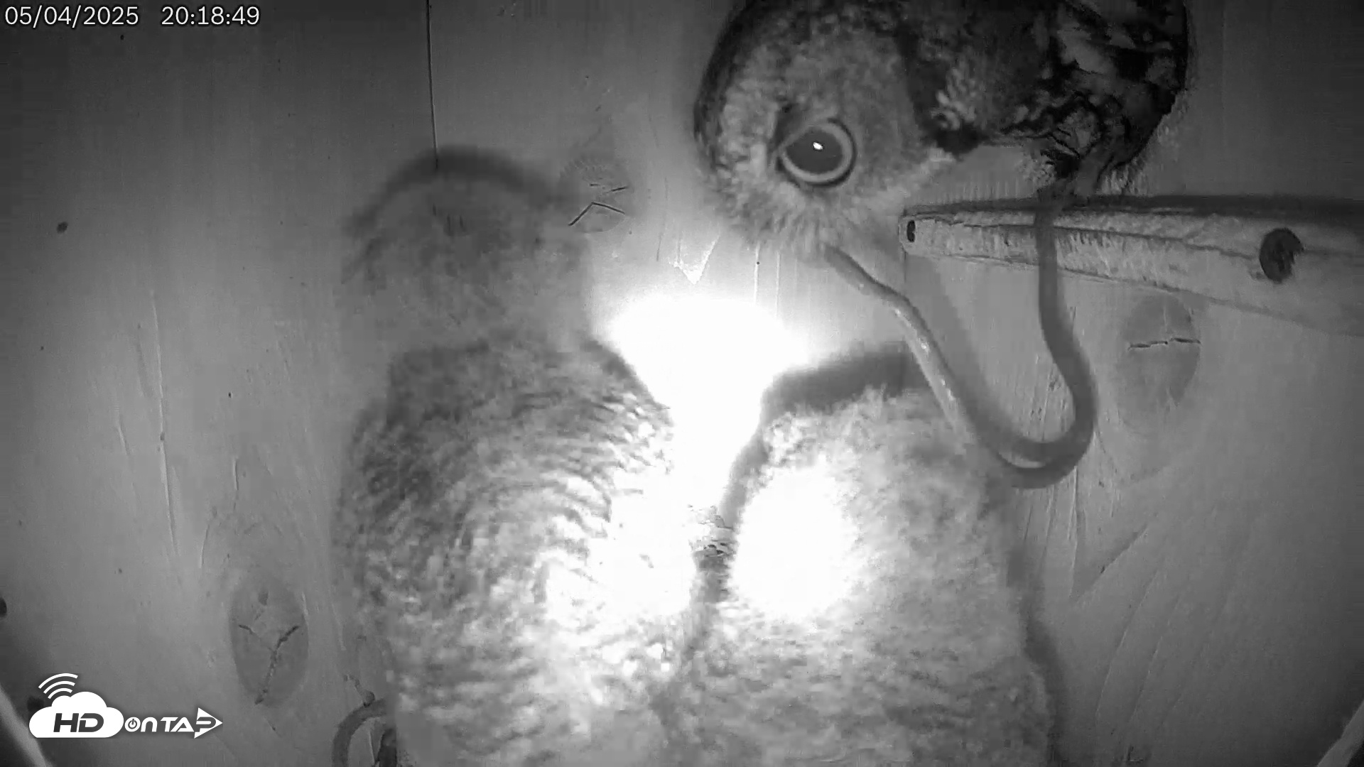 Snapshot of Eastern Screech Owl Live Cam taken May 5, 2025, 1:06am CDT
