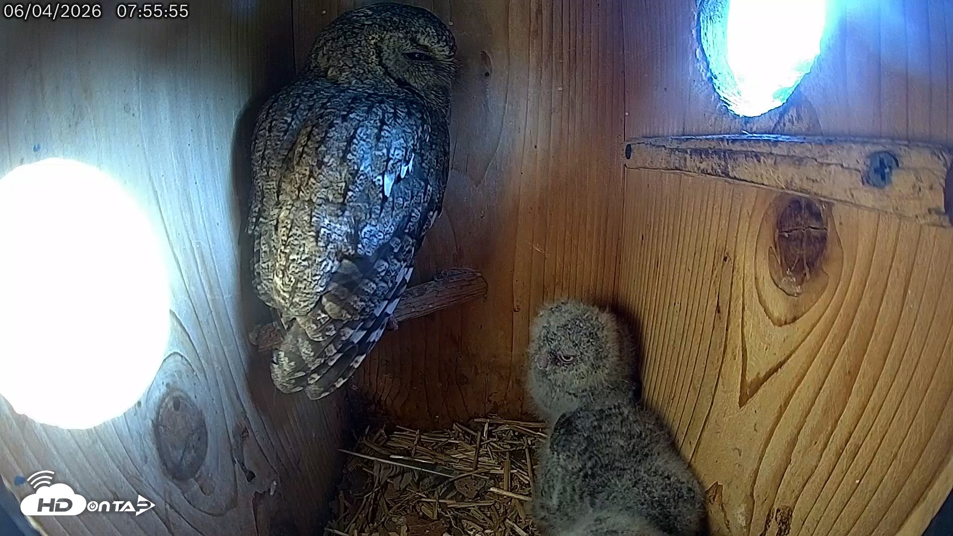 Snapshot of Eastern Screech Owl Live Cam taken Jun 4, 2026, 7:59am CDT