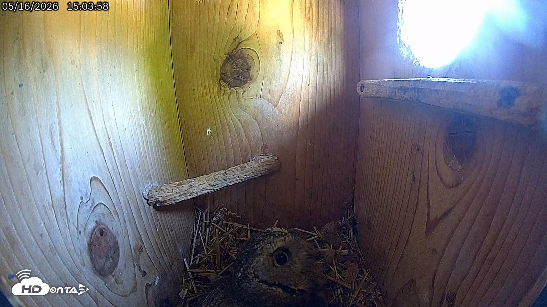 Snapshot of Eastern Screech Owl Live Cam taken May 16, 2026, 3:07pm CDT