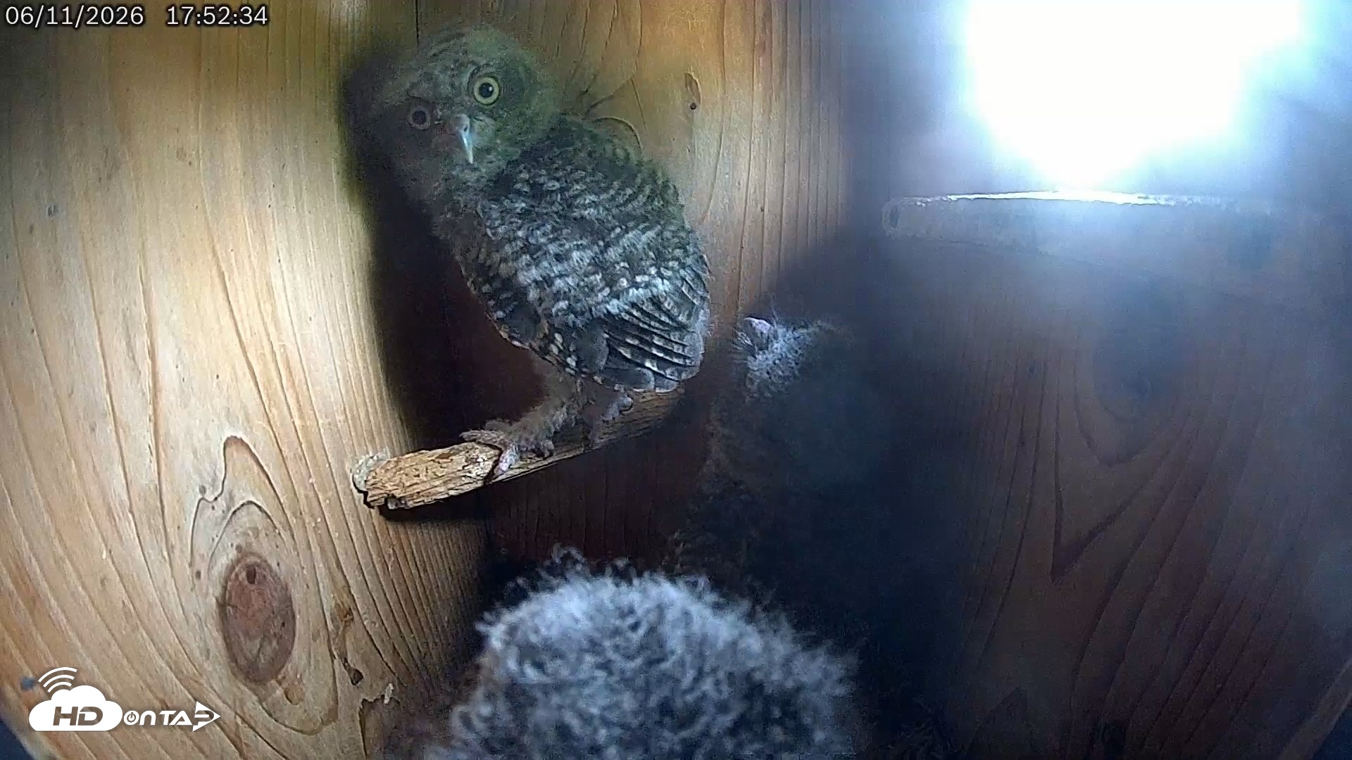 Snapshot of Eastern Screech Owl Live Cam taken Jun 11, 2026, 8:18pm CDT