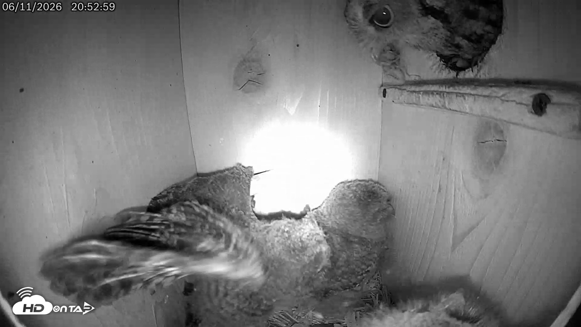 Snapshot of Eastern Screech Owl Live Cam taken Jun 11, 2026, 9:36pm CDT