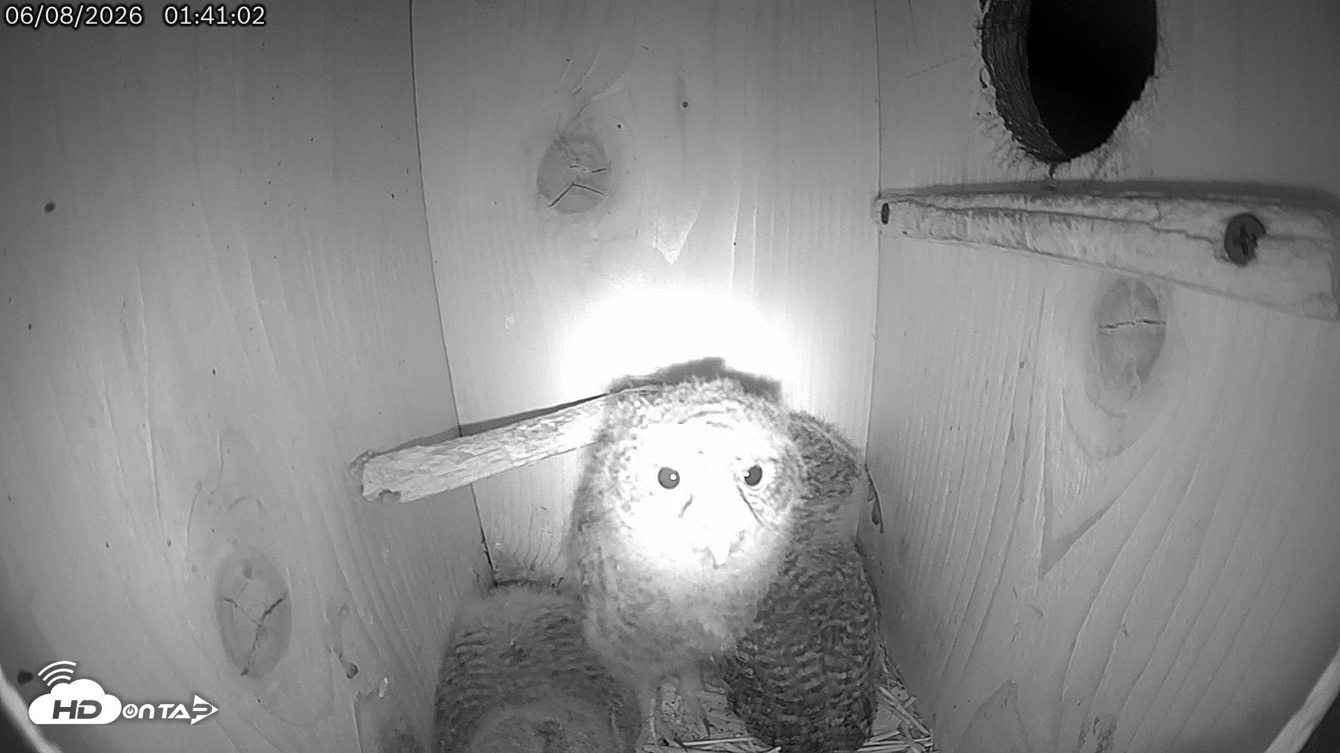 Snapshot of Eastern Screech Owl Live Cam taken Jun 8, 2026, 1:45am CDT