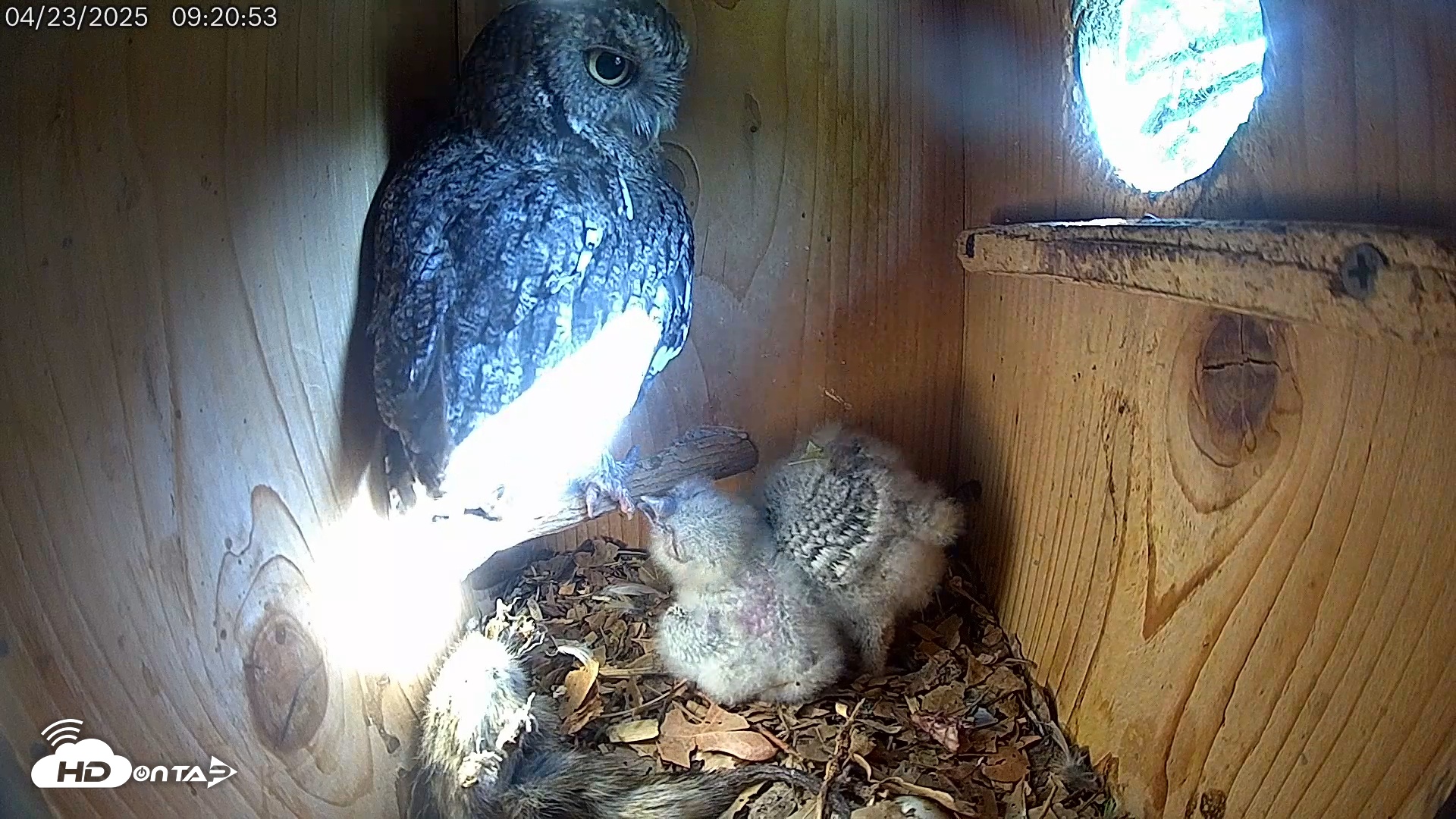 Snapshot of Eastern Screech Owl Live Cam taken Apr 23, 2025, 9:35am CDT