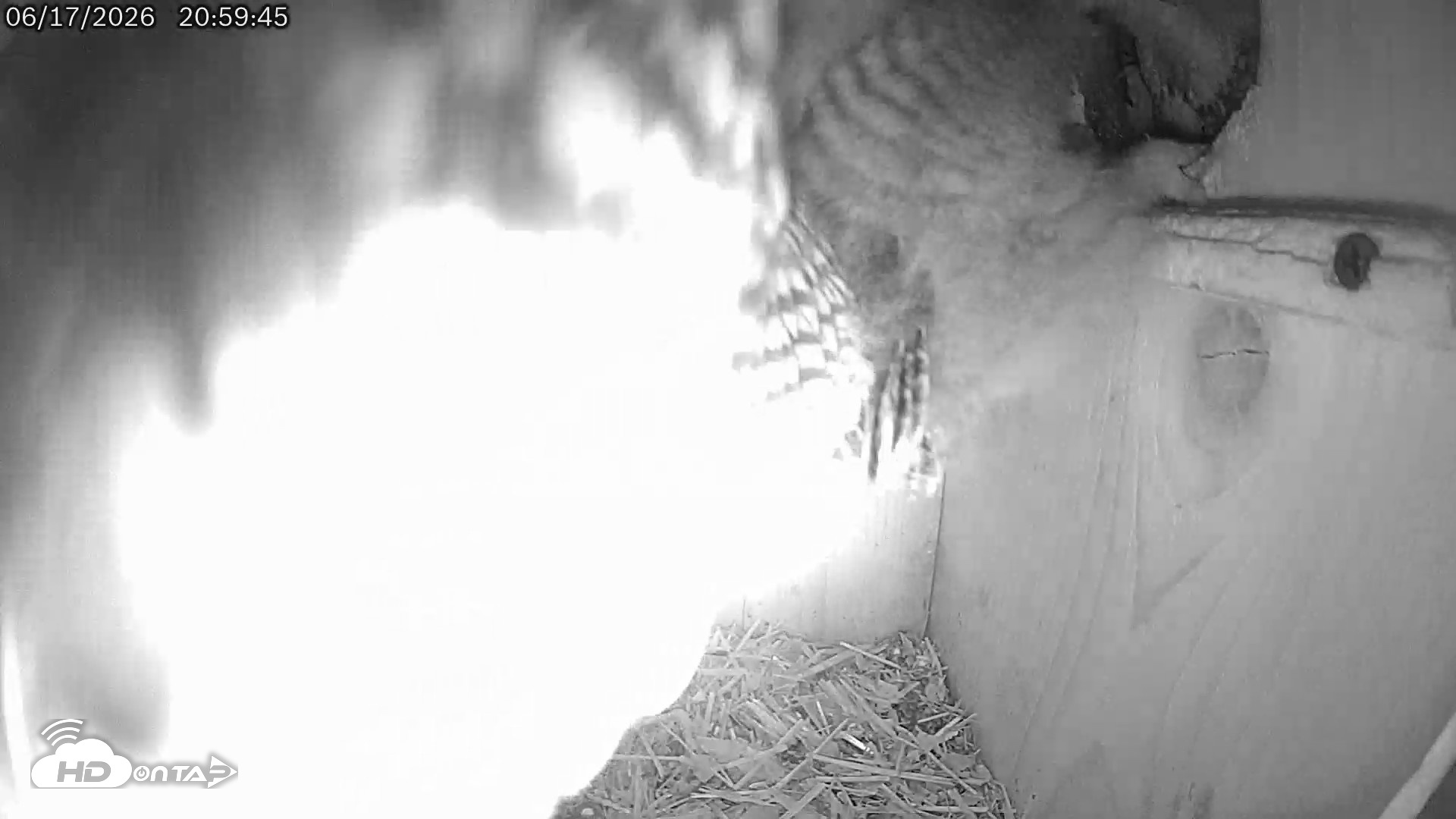Snapshot of Eastern Screech Owl Live Cam taken Jun 17, 2026, 9:02pm CDT
