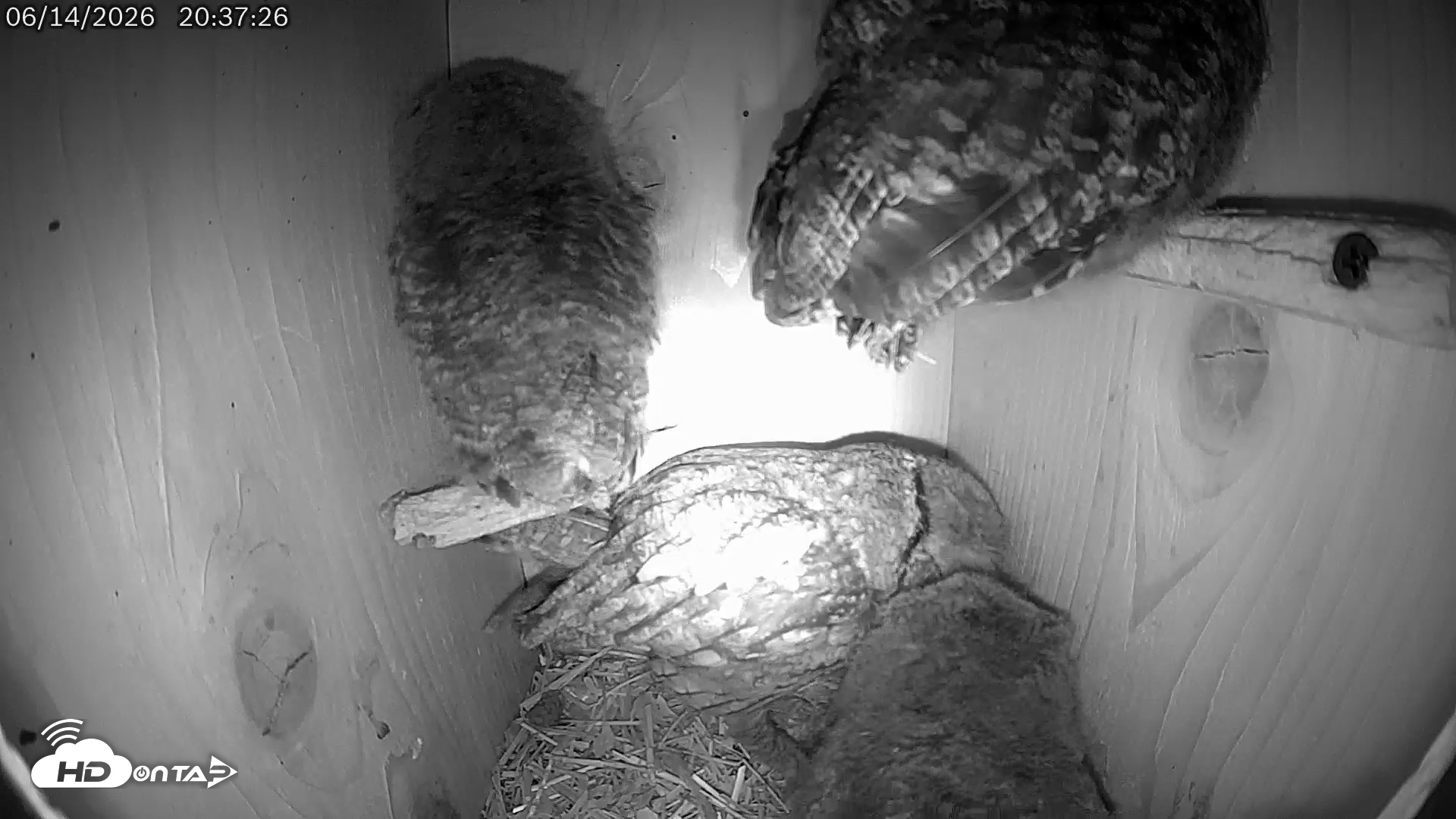 Snapshot of Eastern Screech Owl Live Cam taken Jun 14, 2026, 11:31pm CDT