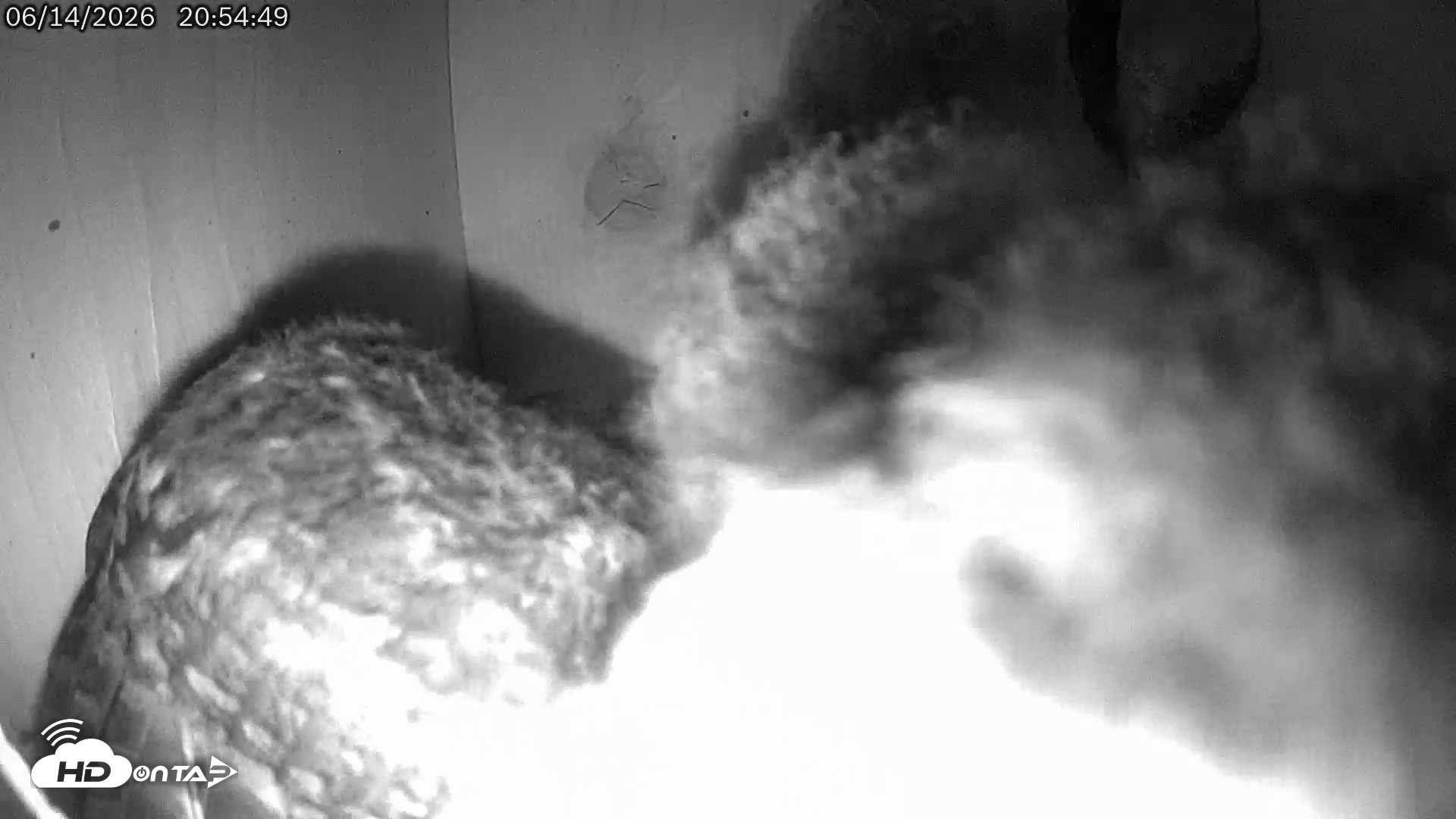 Snapshot of Eastern Screech Owl Live Cam taken Jun 14, 2026, 10:56pm CDT
