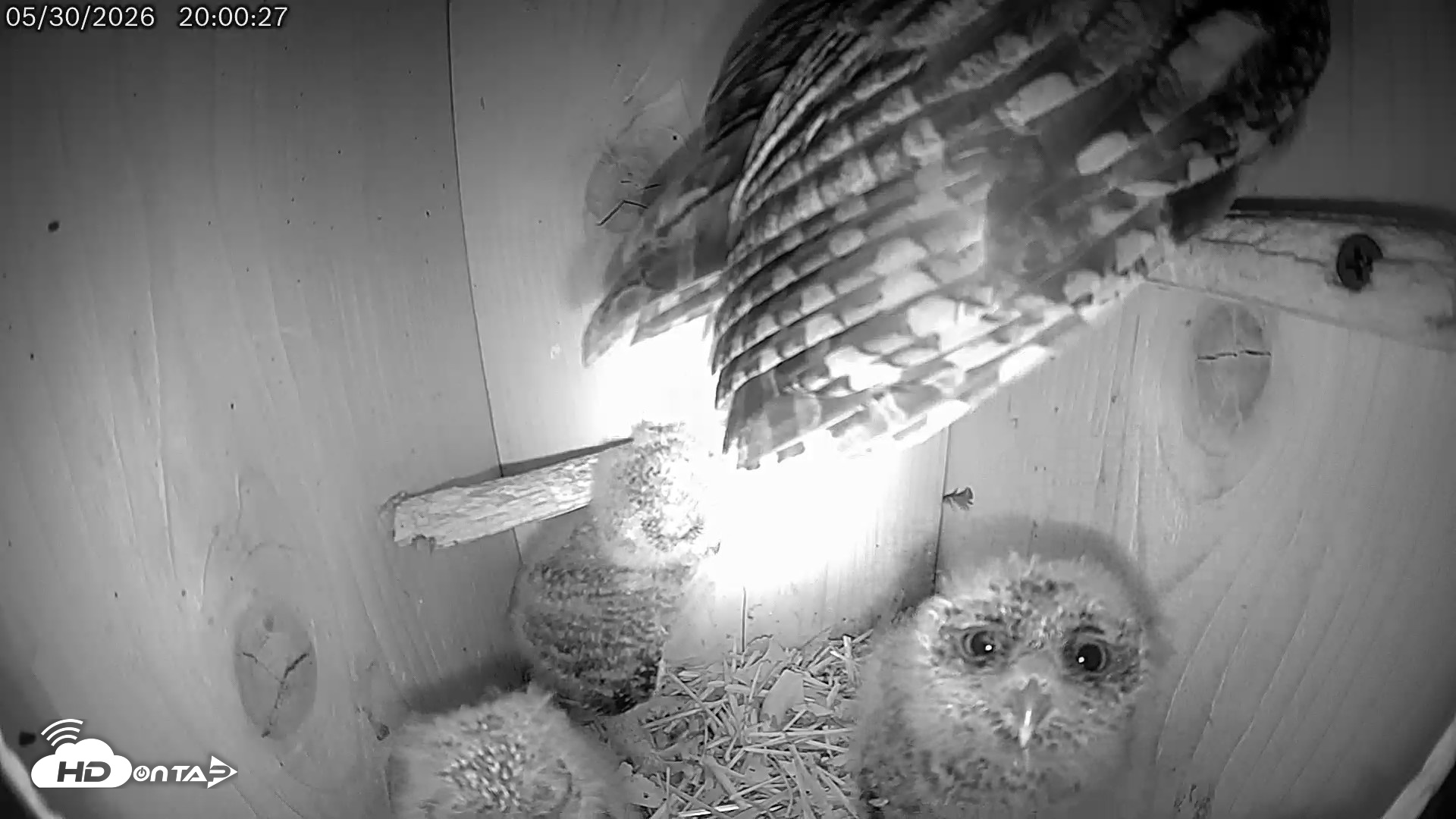 Snapshot of Eastern Screech Owl Live Cam taken May 30, 2026, 8:19pm CDT