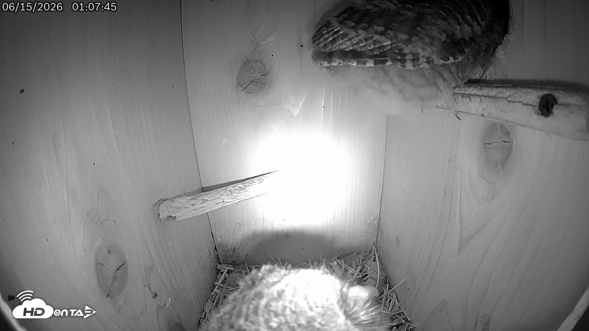 Snapshot of Eastern Screech Owl Live Cam taken Jun 15, 2026, 1:46am CDT