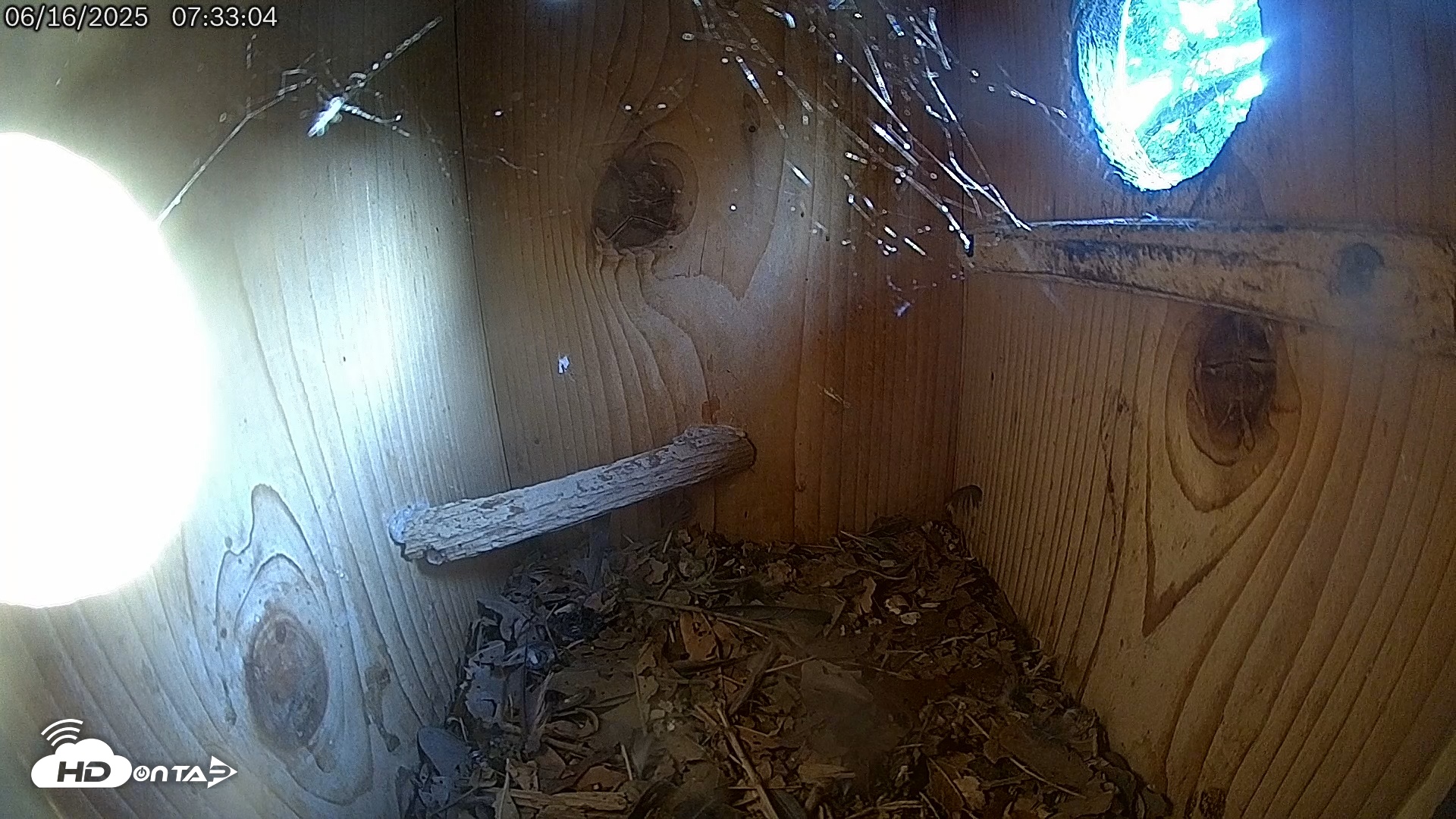 Snapshot of Eastern Screech Owl Live Cam taken Jun 16, 2025, 7:34am CDT