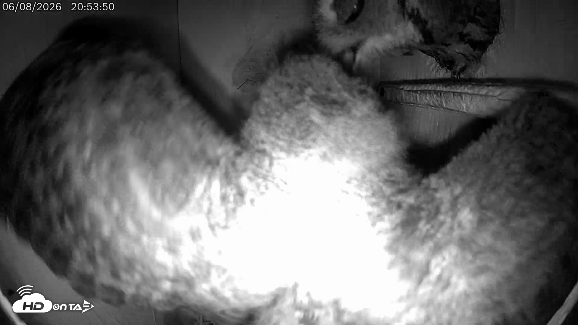 Snapshot of Eastern Screech Owl Live Cam taken Jun 8, 2026, 11:48pm CDT