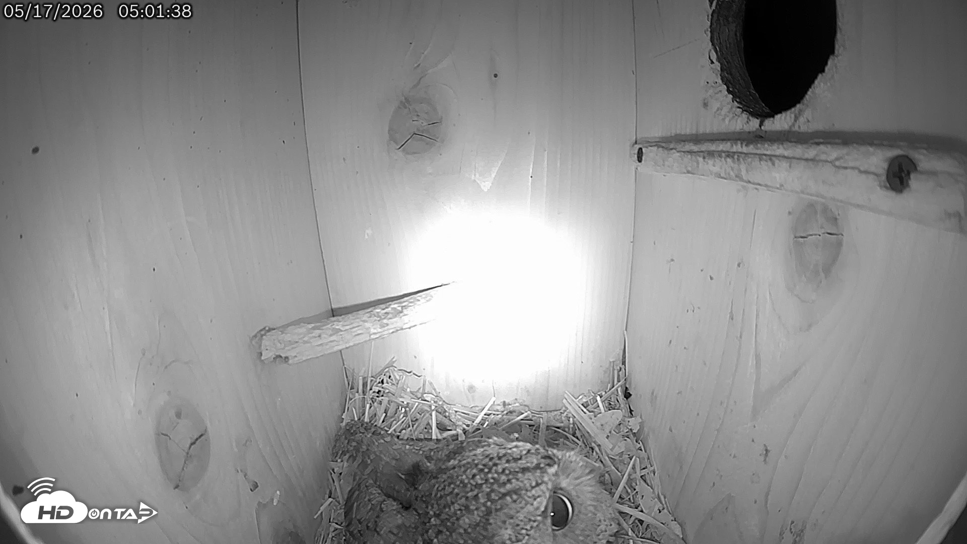 Snapshot of Eastern Screech Owl Live Cam taken May 17, 2026, 5:02am CDT