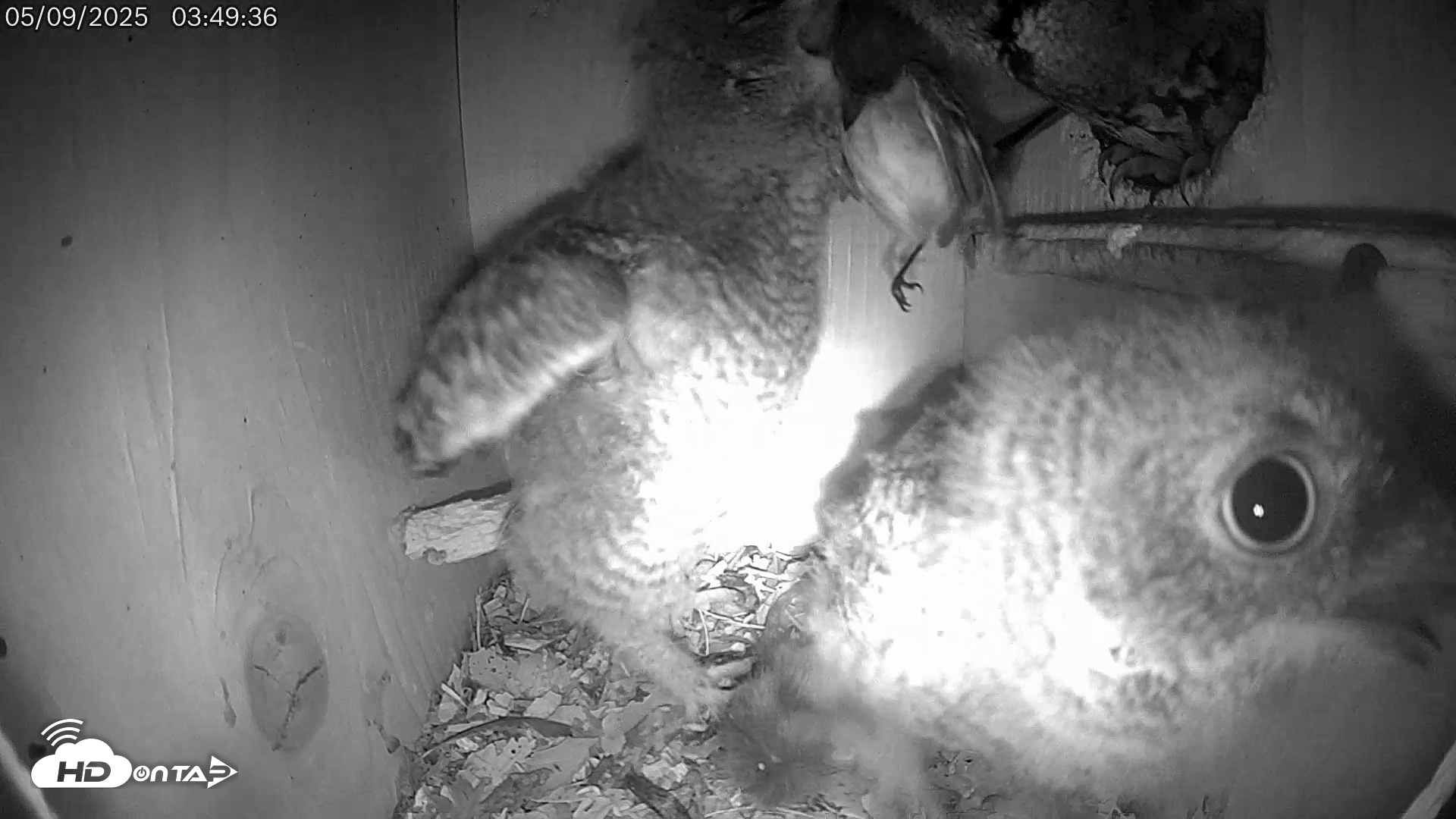 Snapshot of Eastern Screech Owl Live Cam taken May 9, 2025, 1:48pm CDT