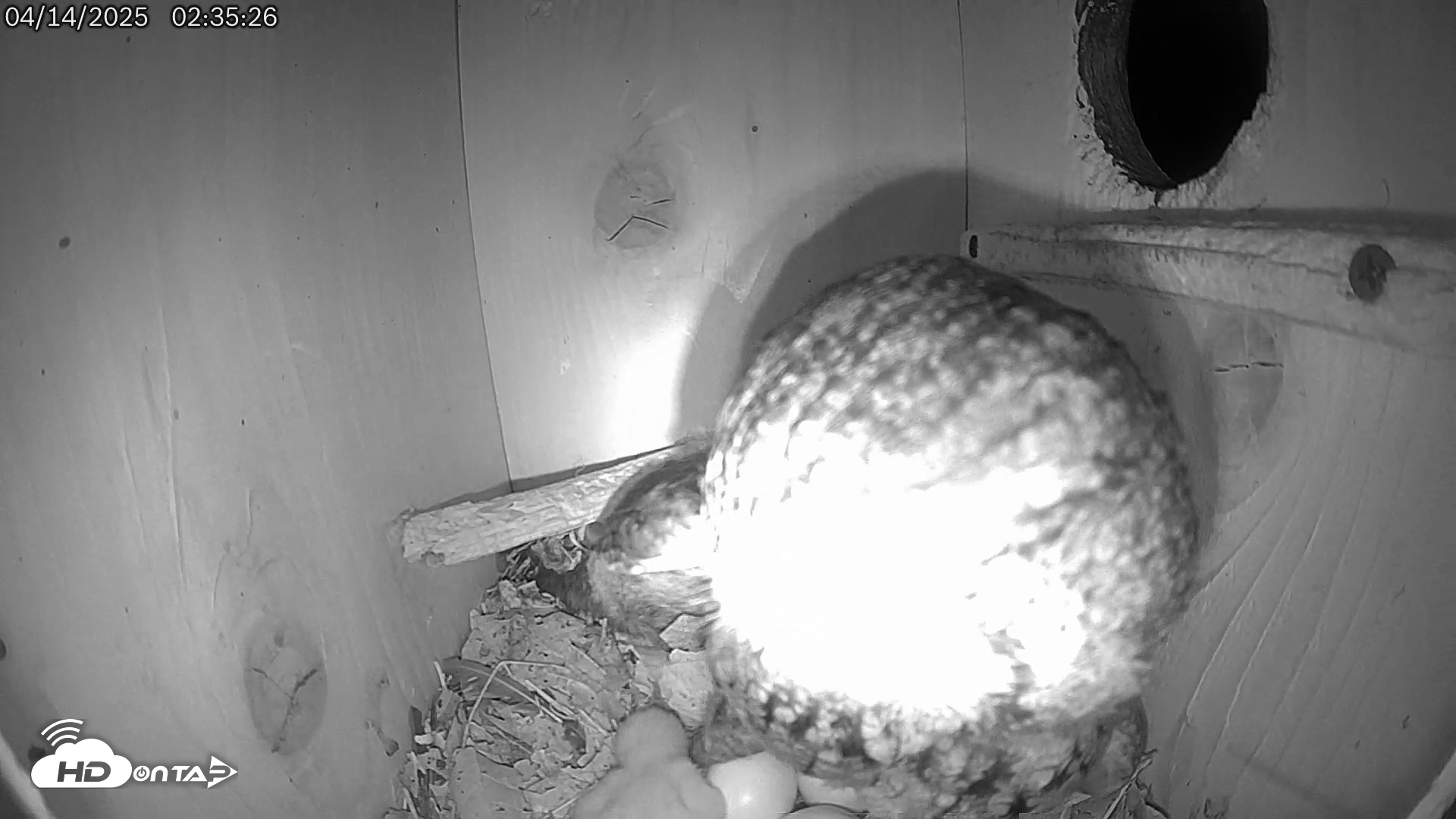Snapshot of Eastern Screech Owl Live Cam taken Apr 14, 2025, 2:41am CDT