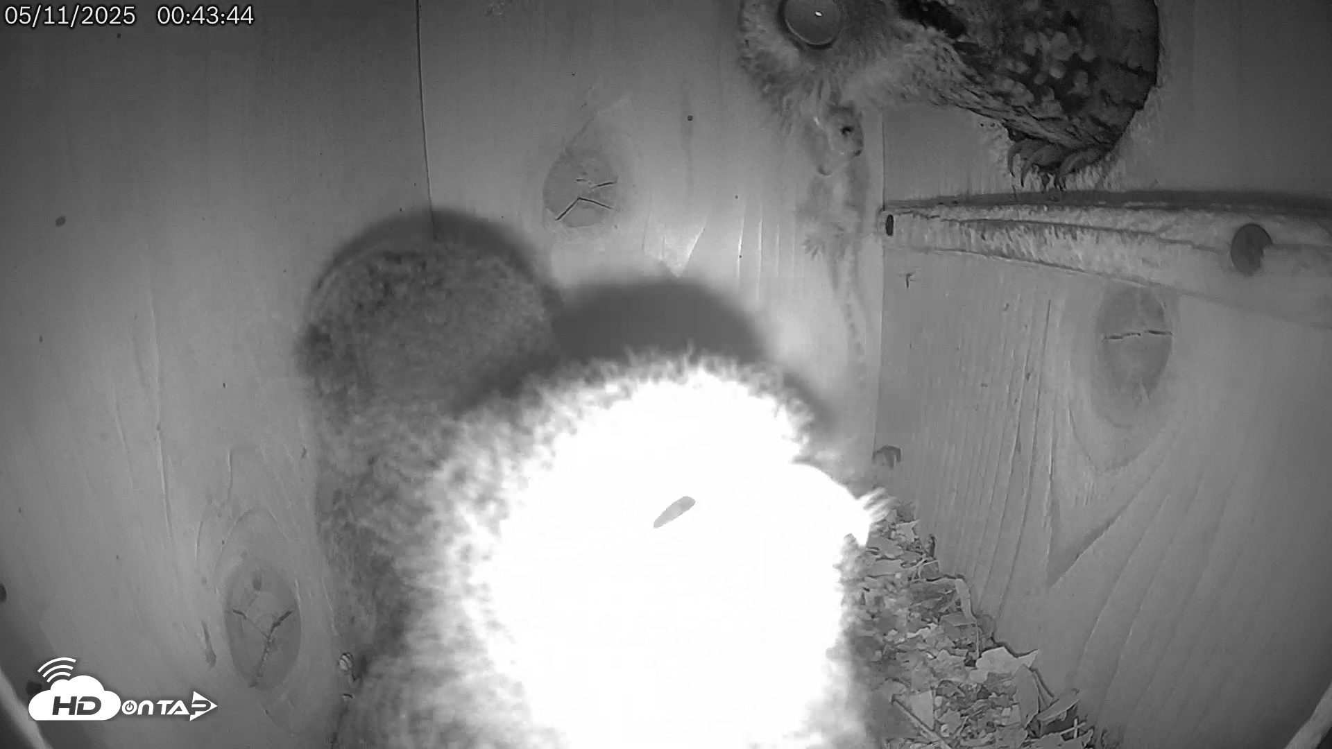 Snapshot of Eastern Screech Owl Live Cam taken May 11, 2025, 5:33am CDT