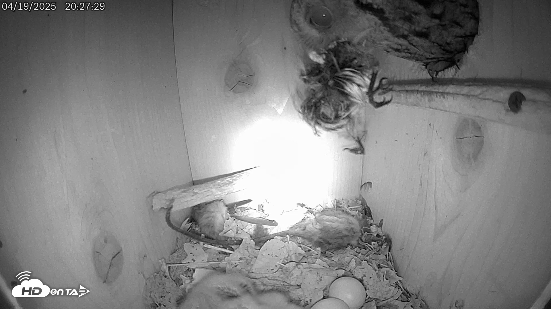 Snapshot of Eastern Screech Owl Live Cam taken Apr 20, 2025, 1:57am CDT
