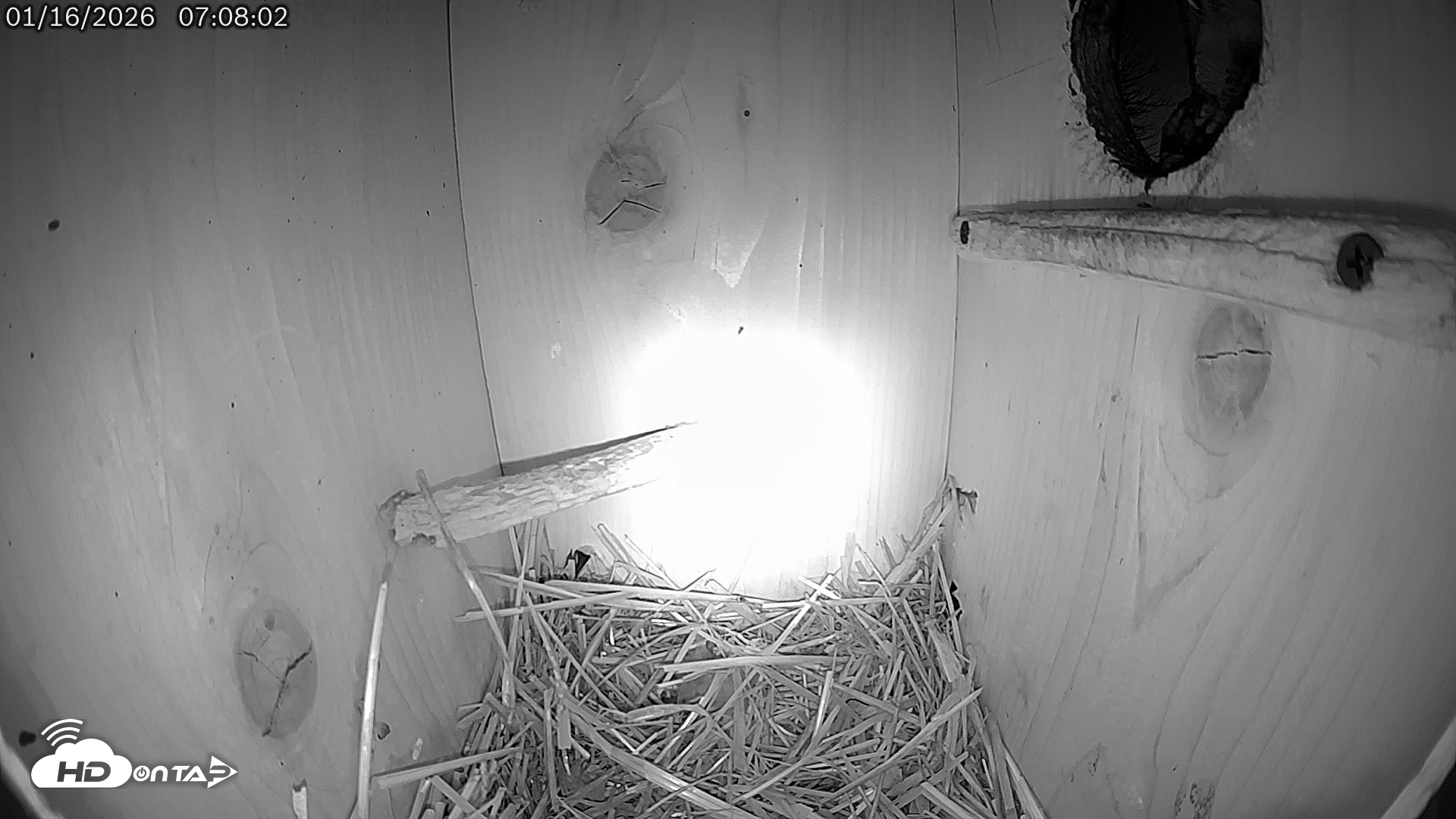 Snapshot of Eastern Screech Owl Live Cam taken Jan 16, 2026, 10:20am CST