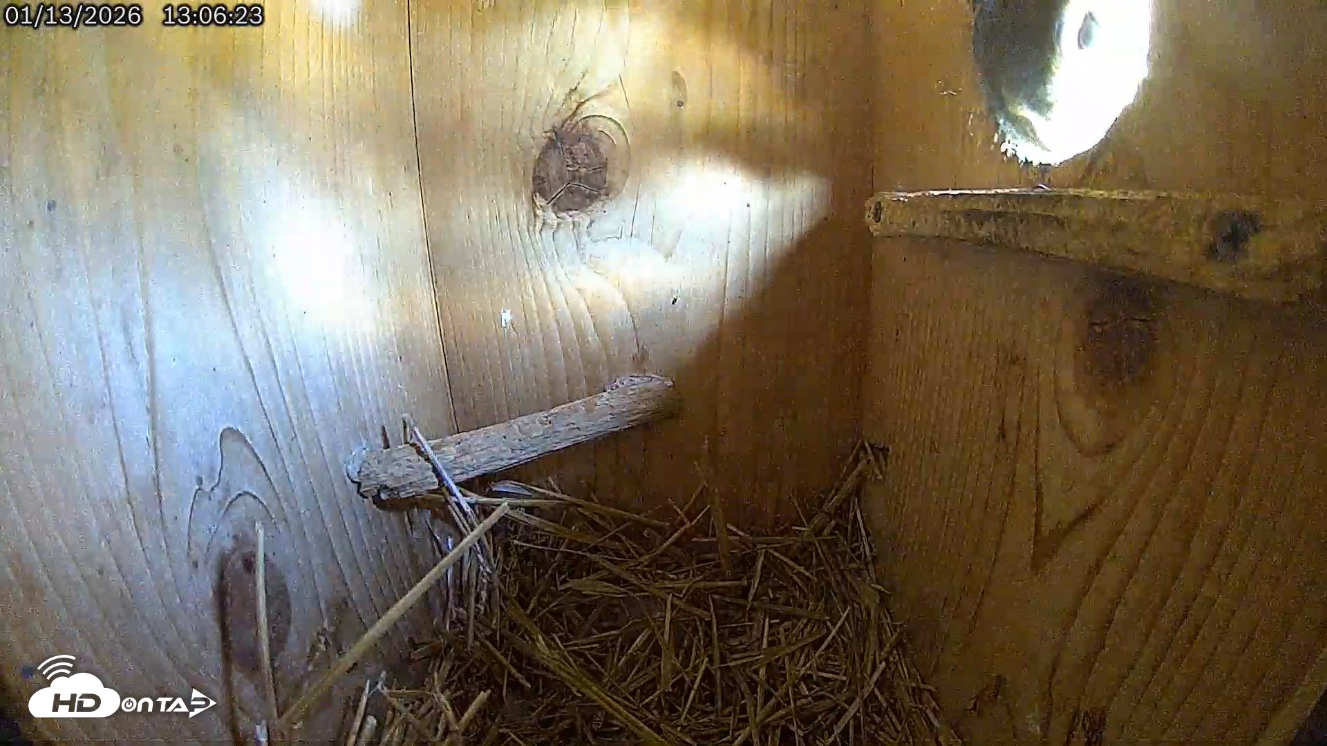 Snapshot of Eastern Screech Owl Live Cam taken Jan 13, 2026, 2:40pm CST