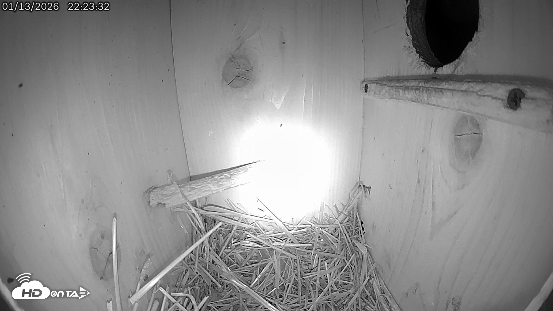 Snapshot of Eastern Screech Owl Live Cam taken Jan 13, 2026, 10:26pm CST
