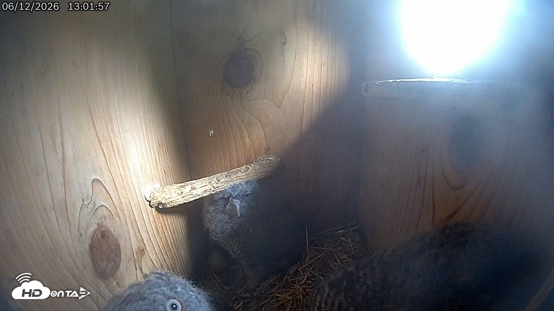 Snapshot of Eastern Screech Owl Live Cam taken Jun 12, 2026, 5:39pm CDT