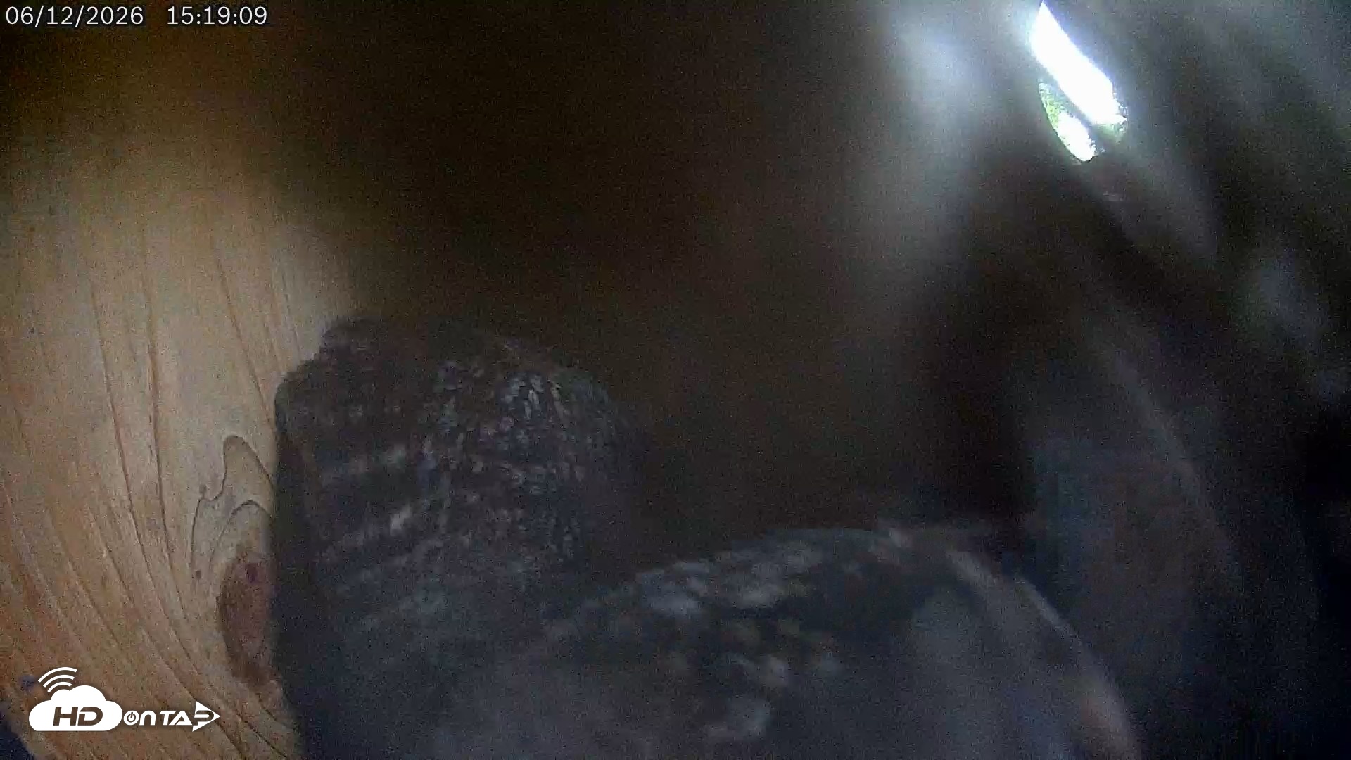 Snapshot of Eastern Screech Owl Live Cam taken Jun 12, 2026, 5:58pm CDT