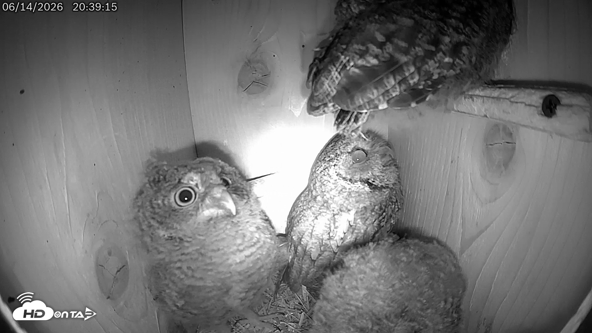 Snapshot of Eastern Screech Owl Live Cam taken Jun 14, 2026, 11:33pm CDT