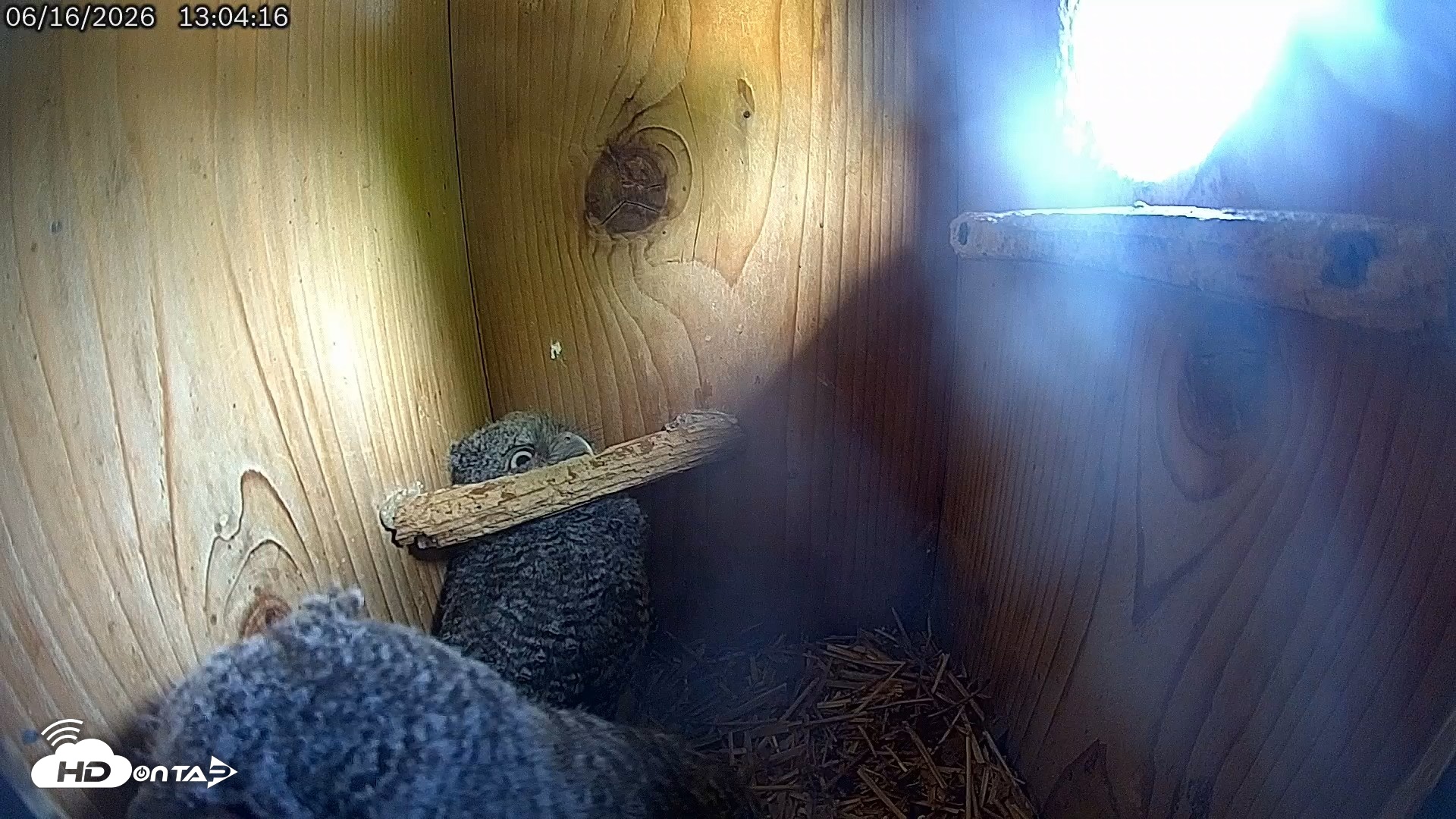 Snapshot of Eastern Screech Owl Live Cam taken Jun 16, 2026, 1:09pm CDT