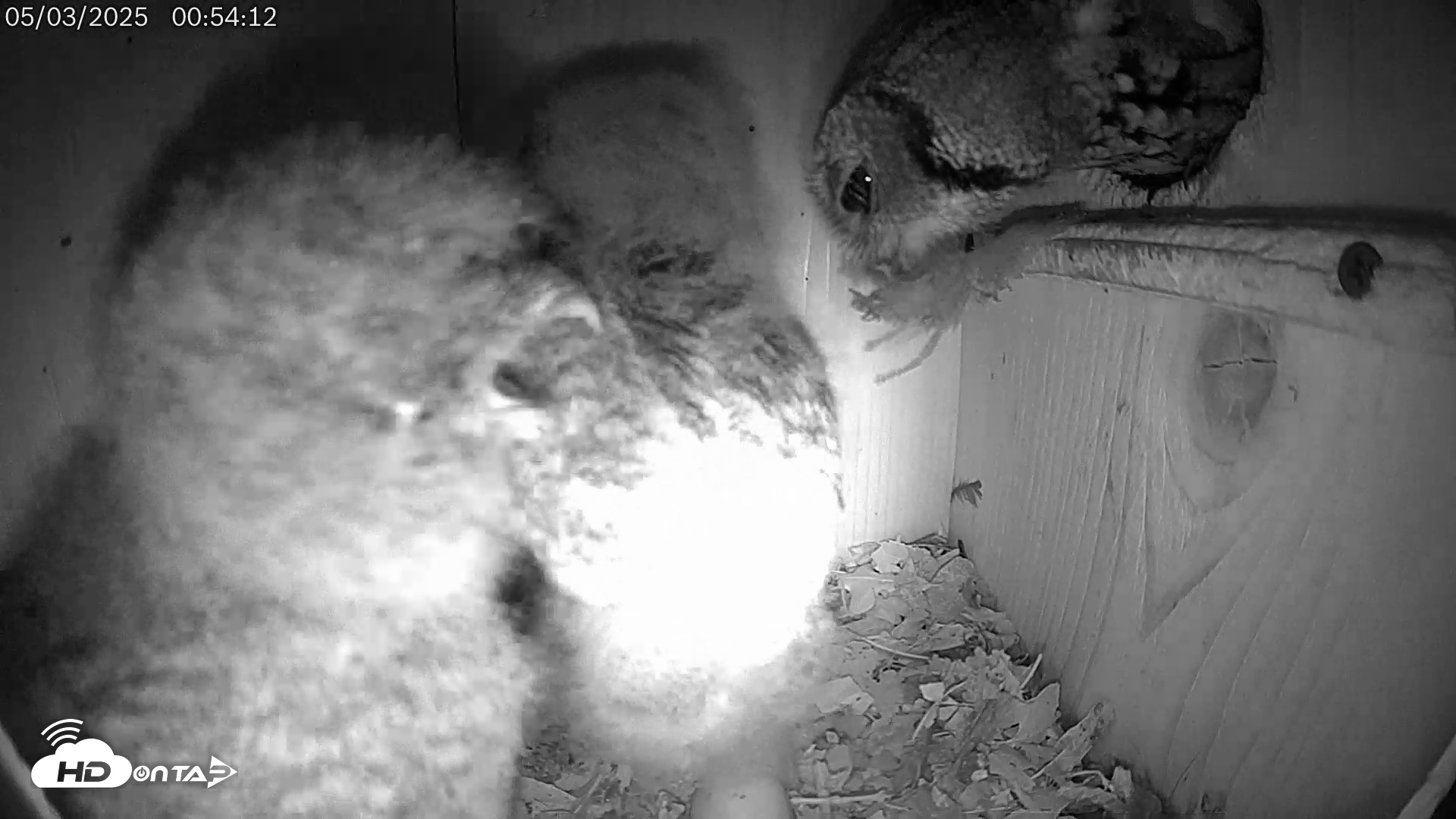 Snapshot of Eastern Screech Owl Live Cam taken May 3, 2025, 7:44am CDT