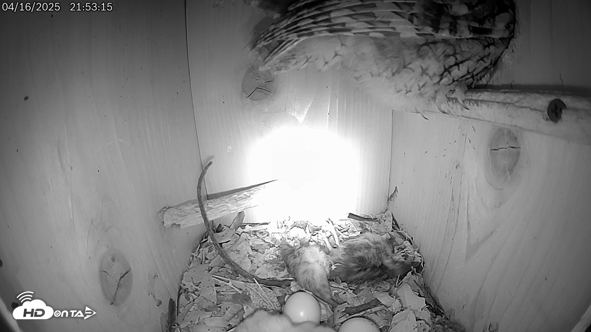 Snapshot of Eastern Screech Owl Live Cam taken Apr 16, 2025, 10:05pm CDT