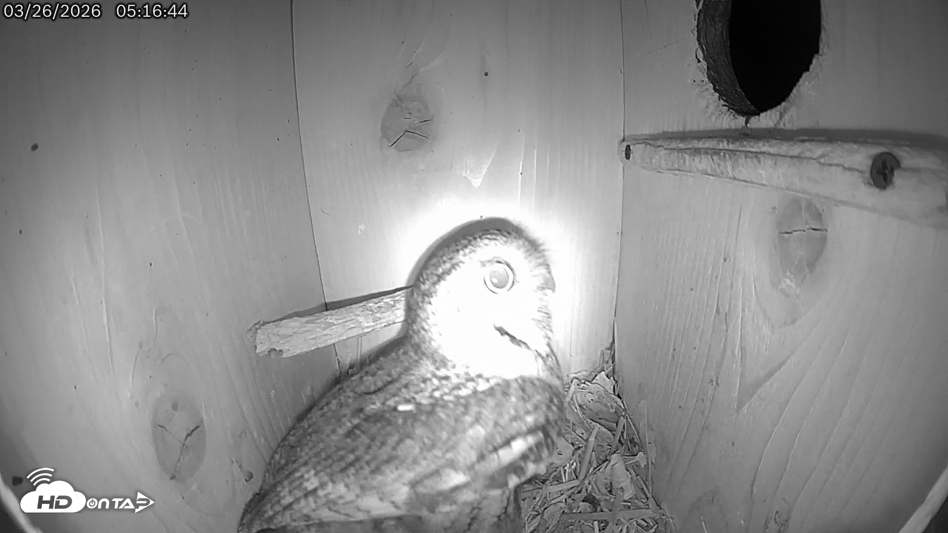 Snapshot of Eastern Screech Owl Live Cam taken Mar 26, 2026, 6:40am CDT