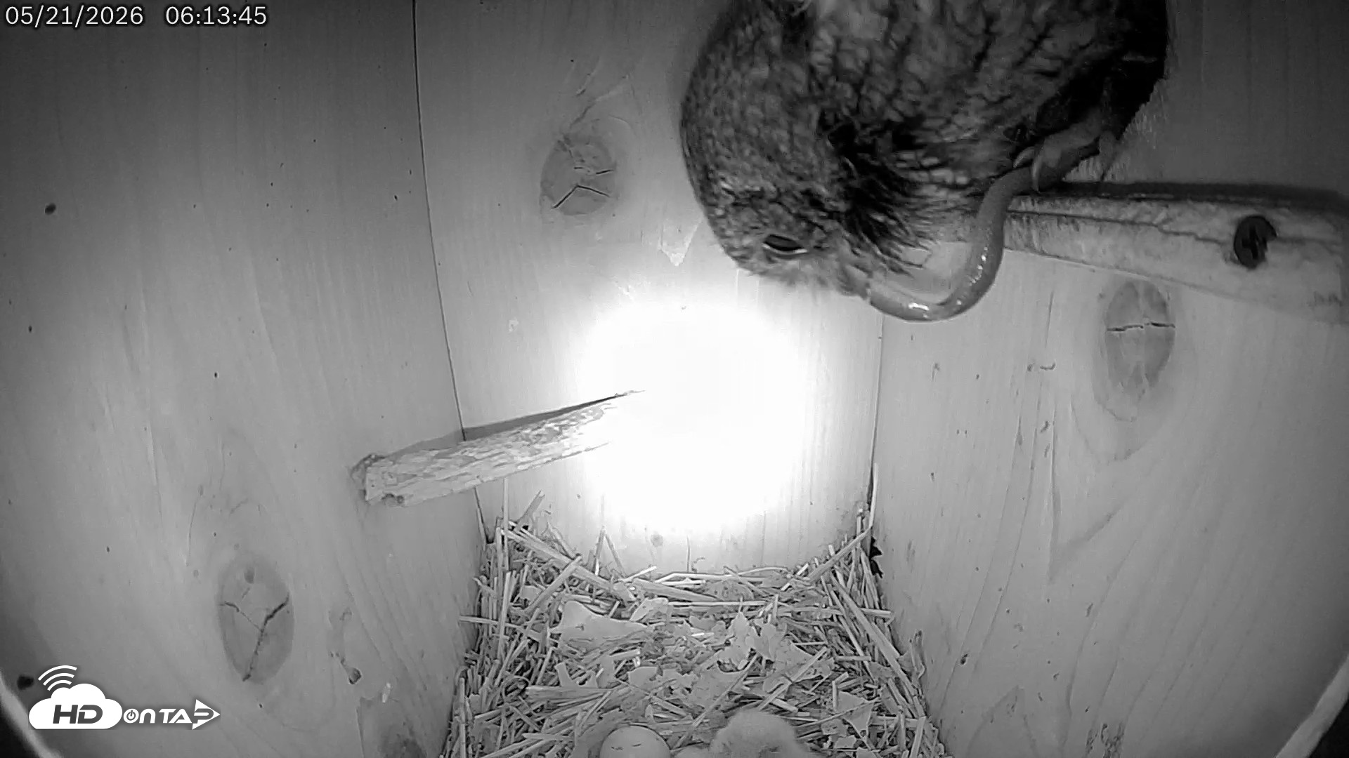 Snapshot of Eastern Screech Owl Live Cam taken May 21, 2026, 8:43am CDT