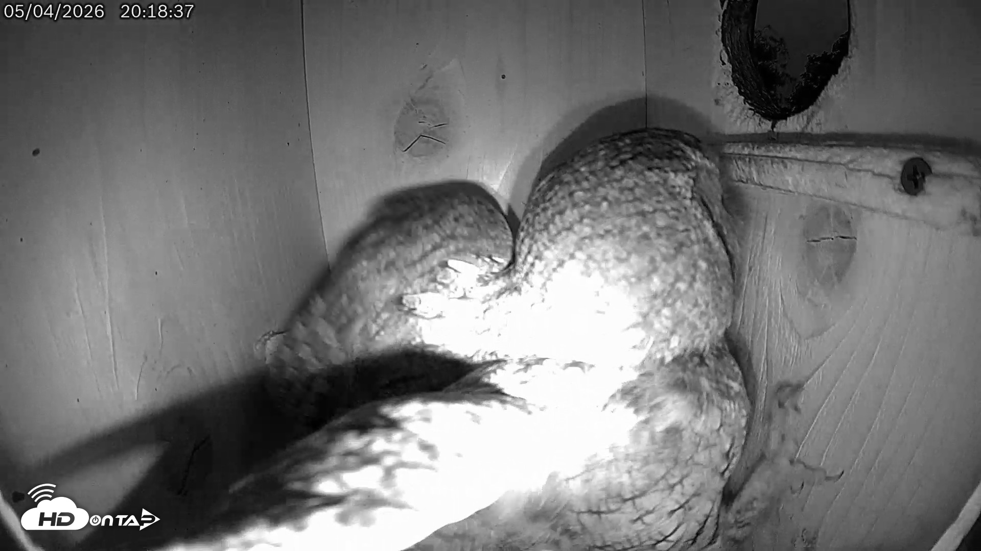 Snapshot of Eastern Screech Owl Live Cam taken May 4, 2026, 9:17pm CDT