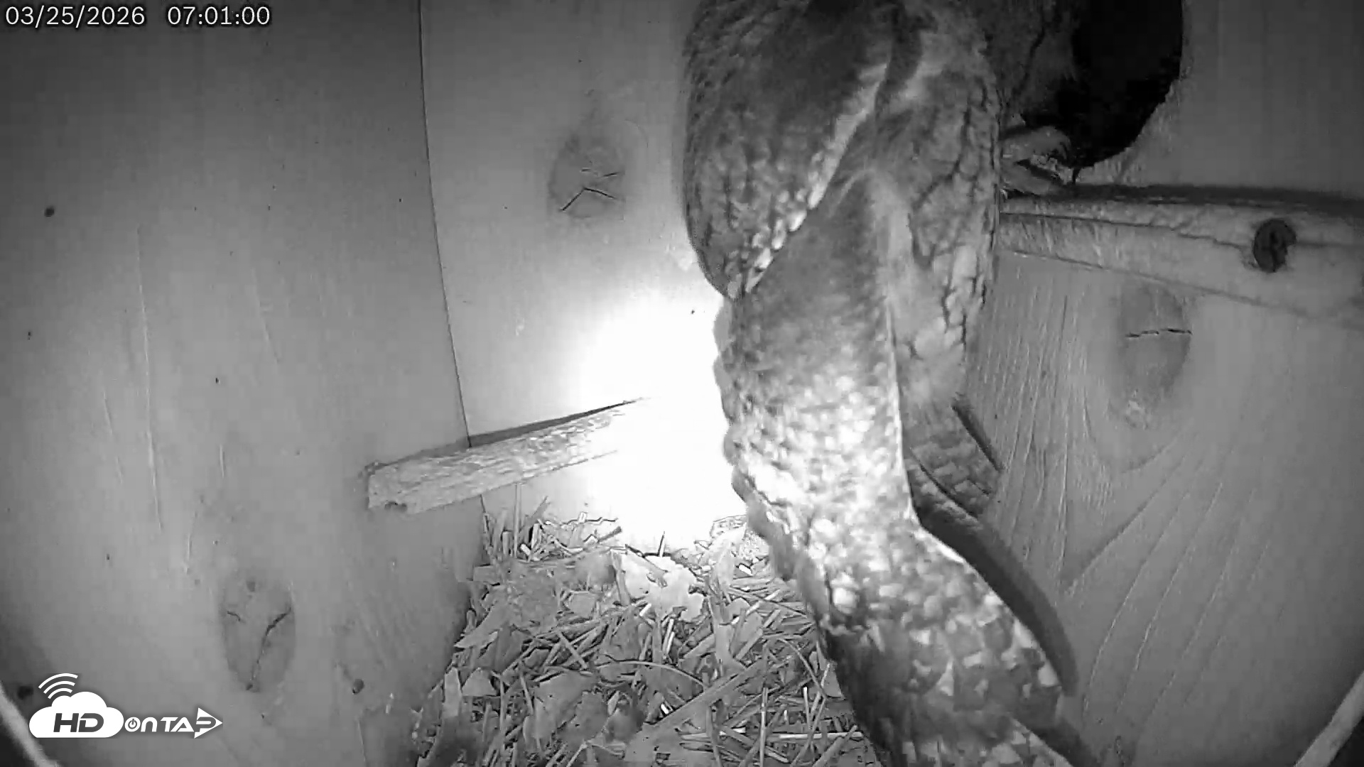 Snapshot of Eastern Screech Owl Live Cam taken Mar 25, 2026, 7:56am CDT
