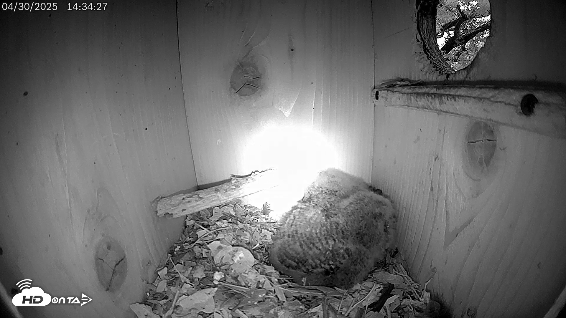 Snapshot of Eastern Screech Owl Live Cam taken Apr 30, 2025, 2:37pm CDT